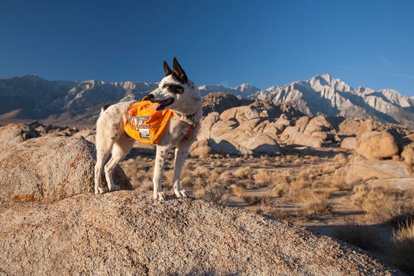 Dog-Friendly Adventures at the Alabama Hills