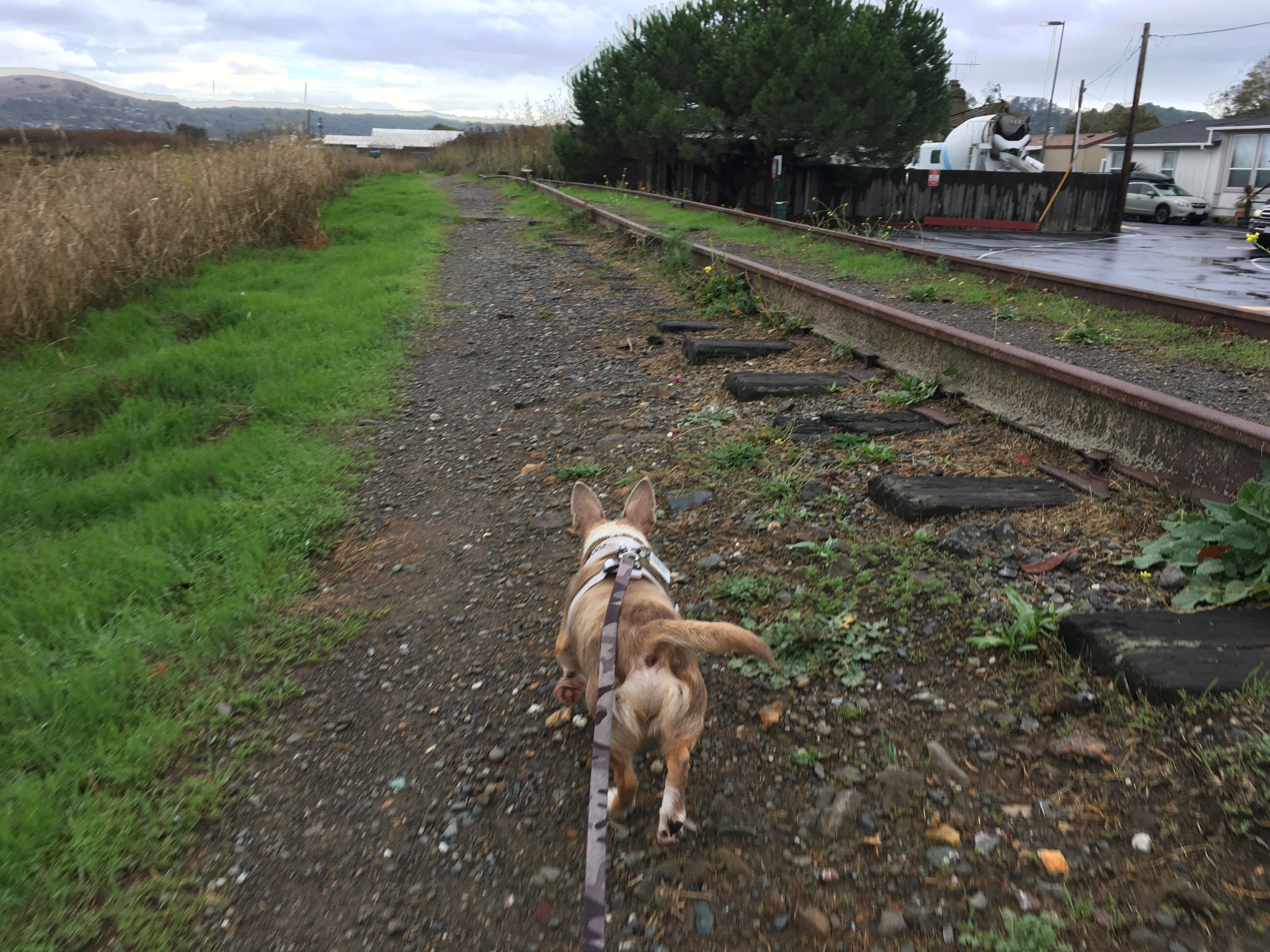 Stimpy headed down the trail