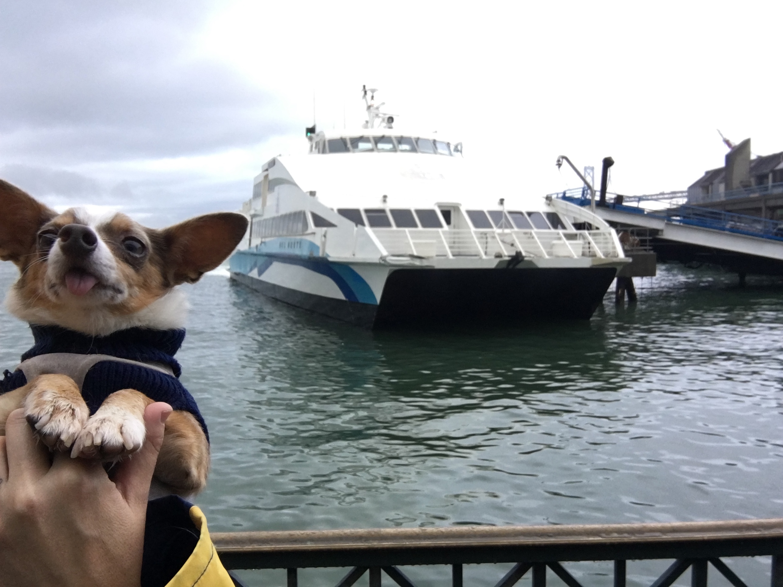 Stimpy at the ferry