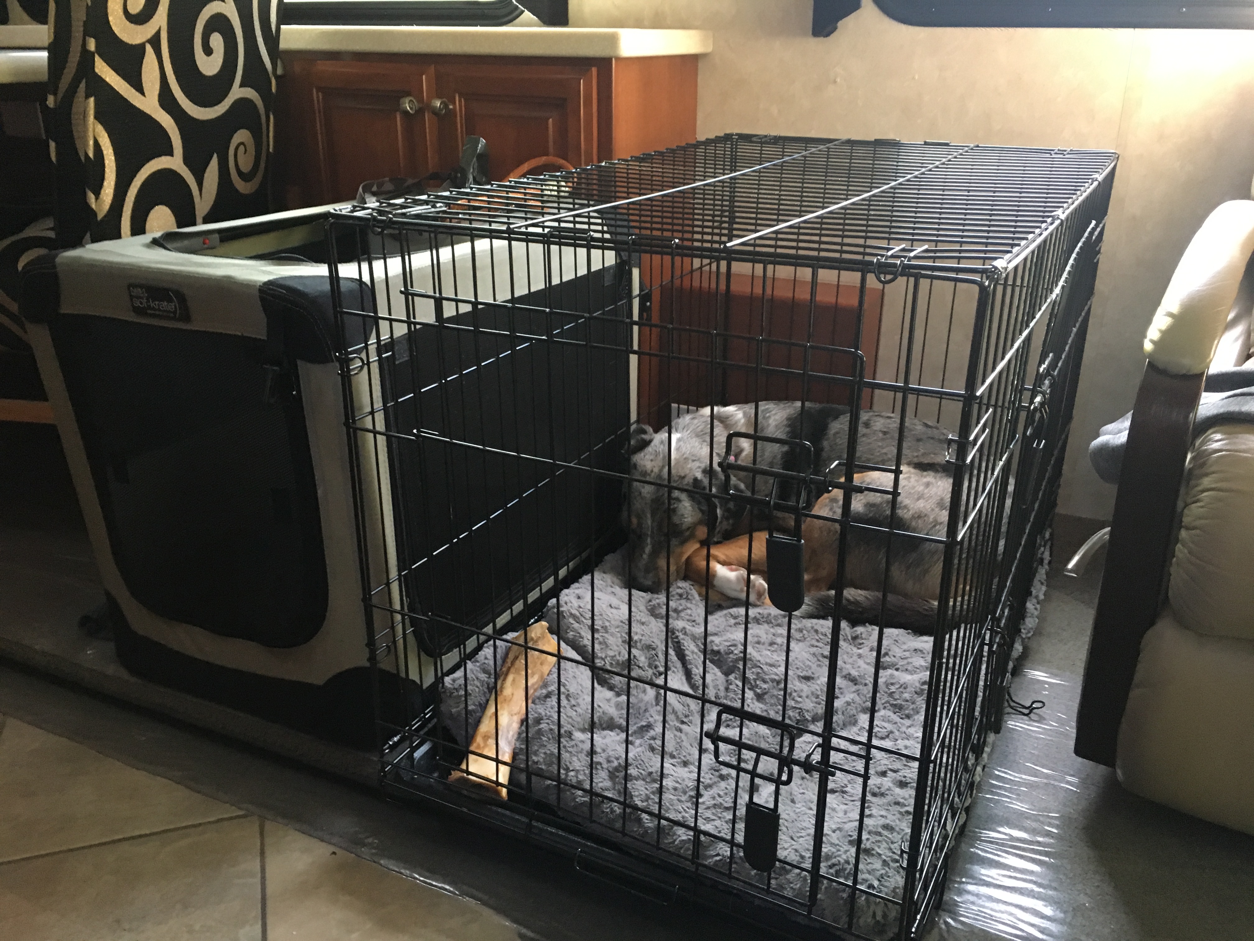 Two dogs, two crates