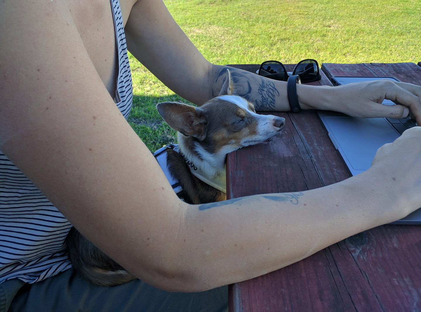 Stimpy hard at work on a laptop at our picnic table