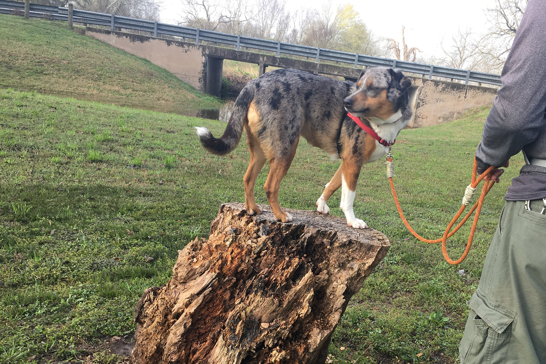 Lily on a tree stump