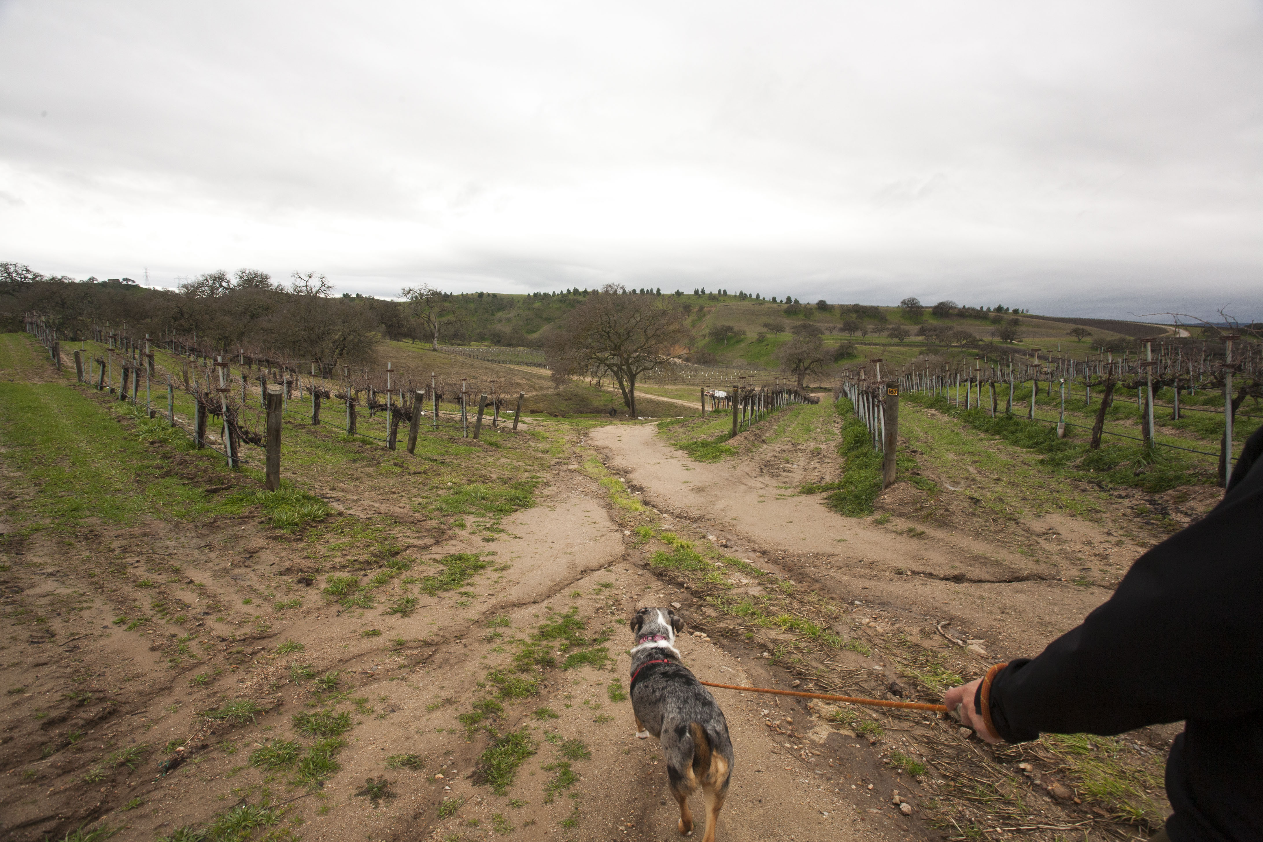 Lily walking Tommi