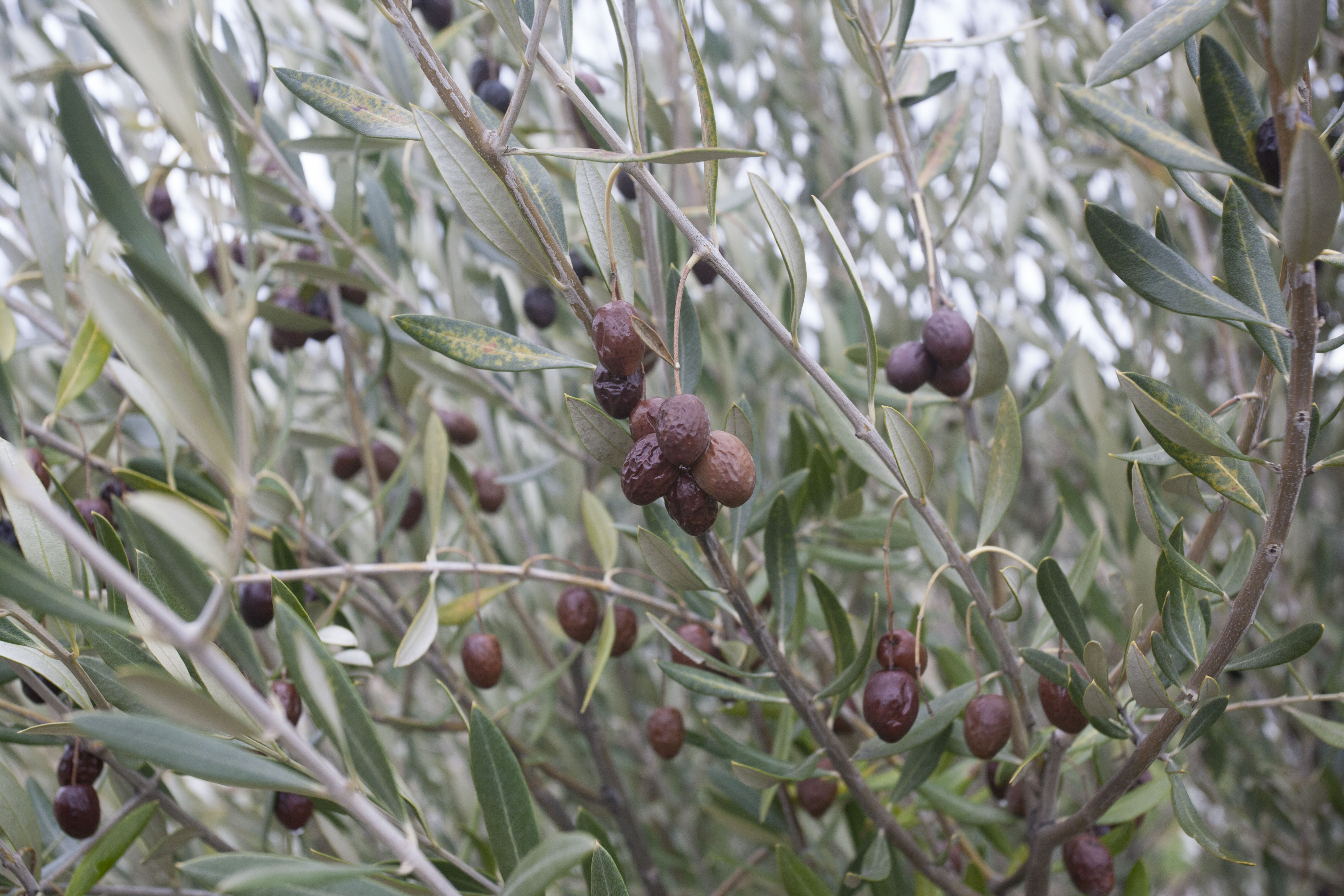 Olives