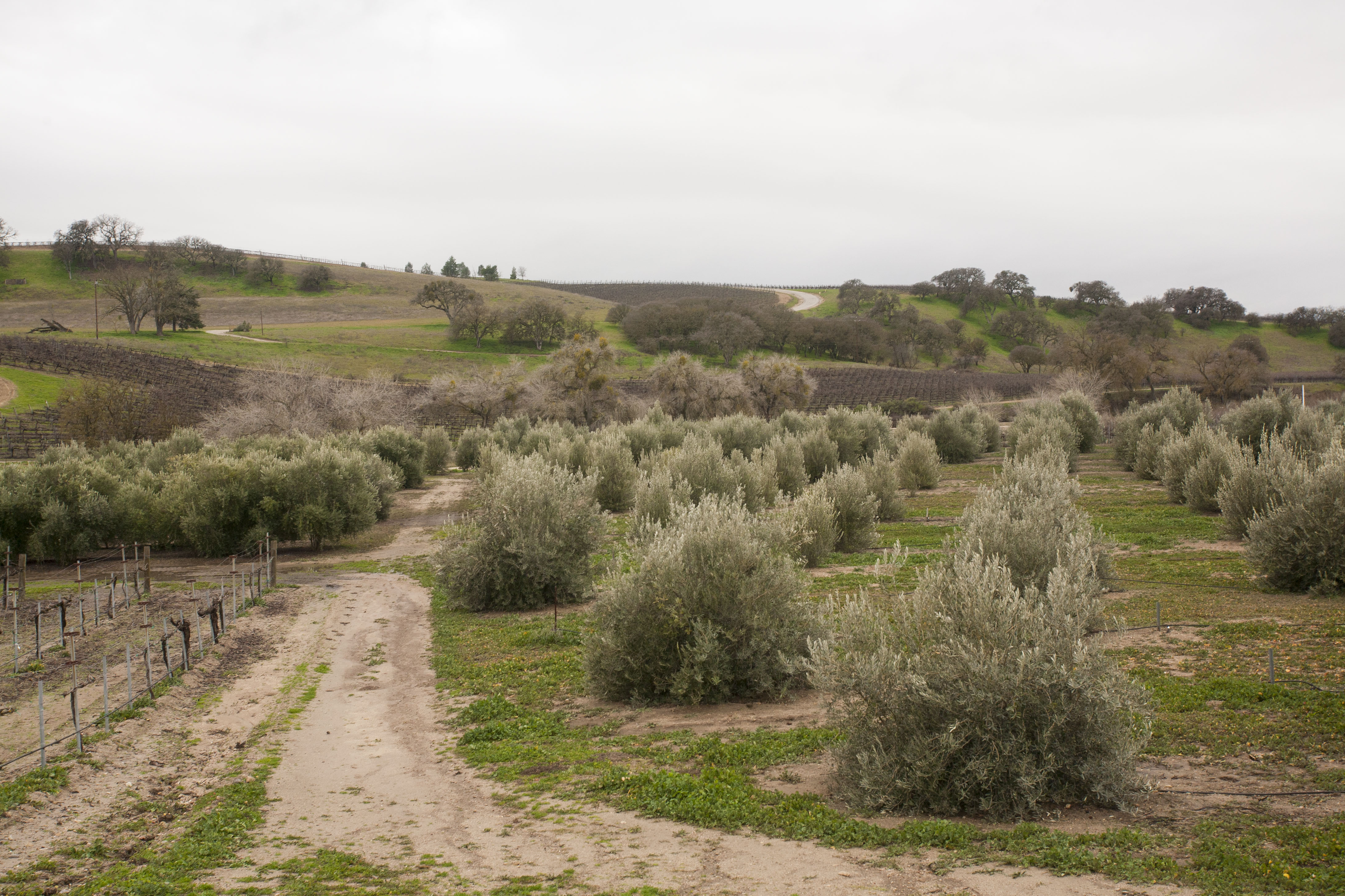 Olive bushes