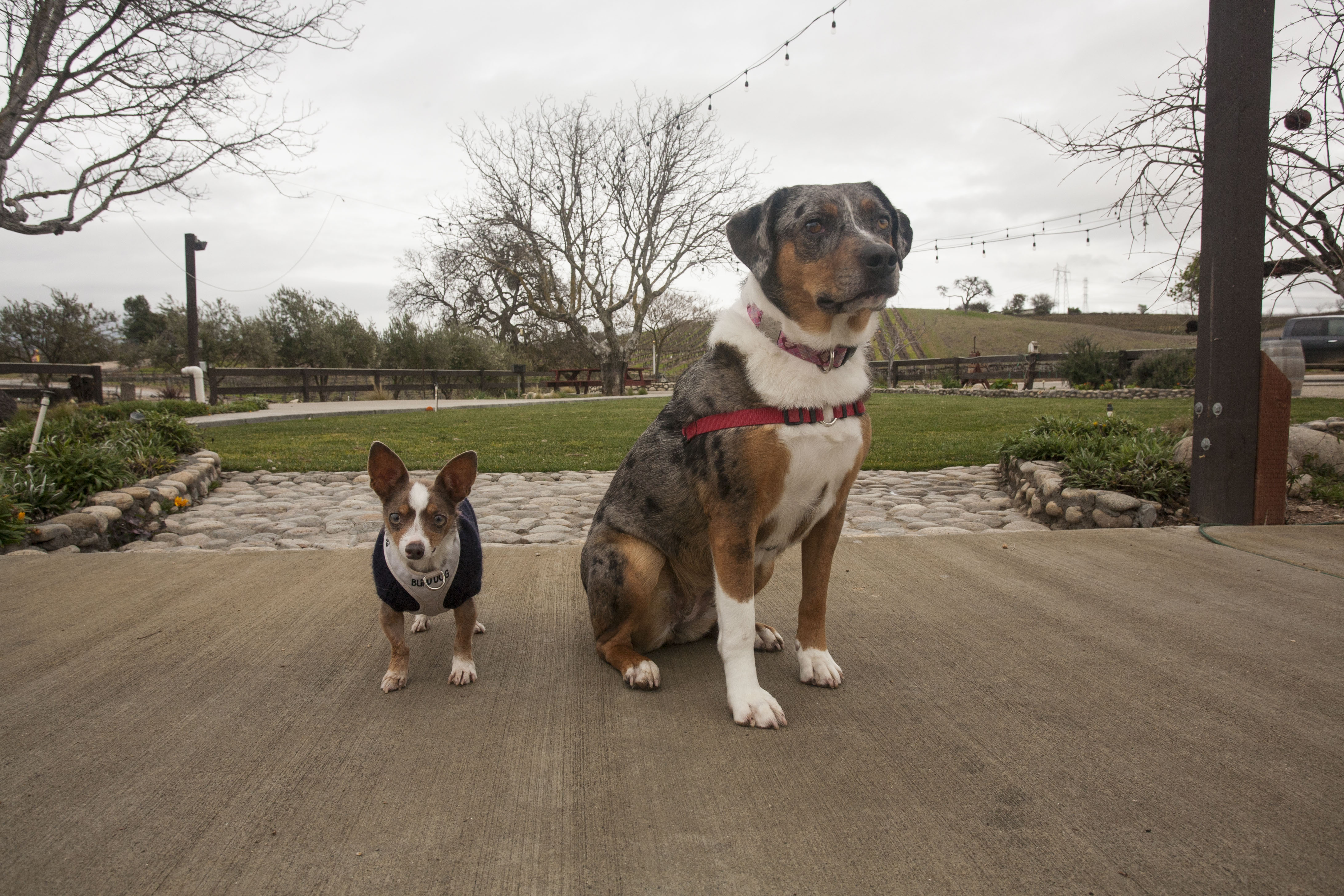 Well behaved dogs