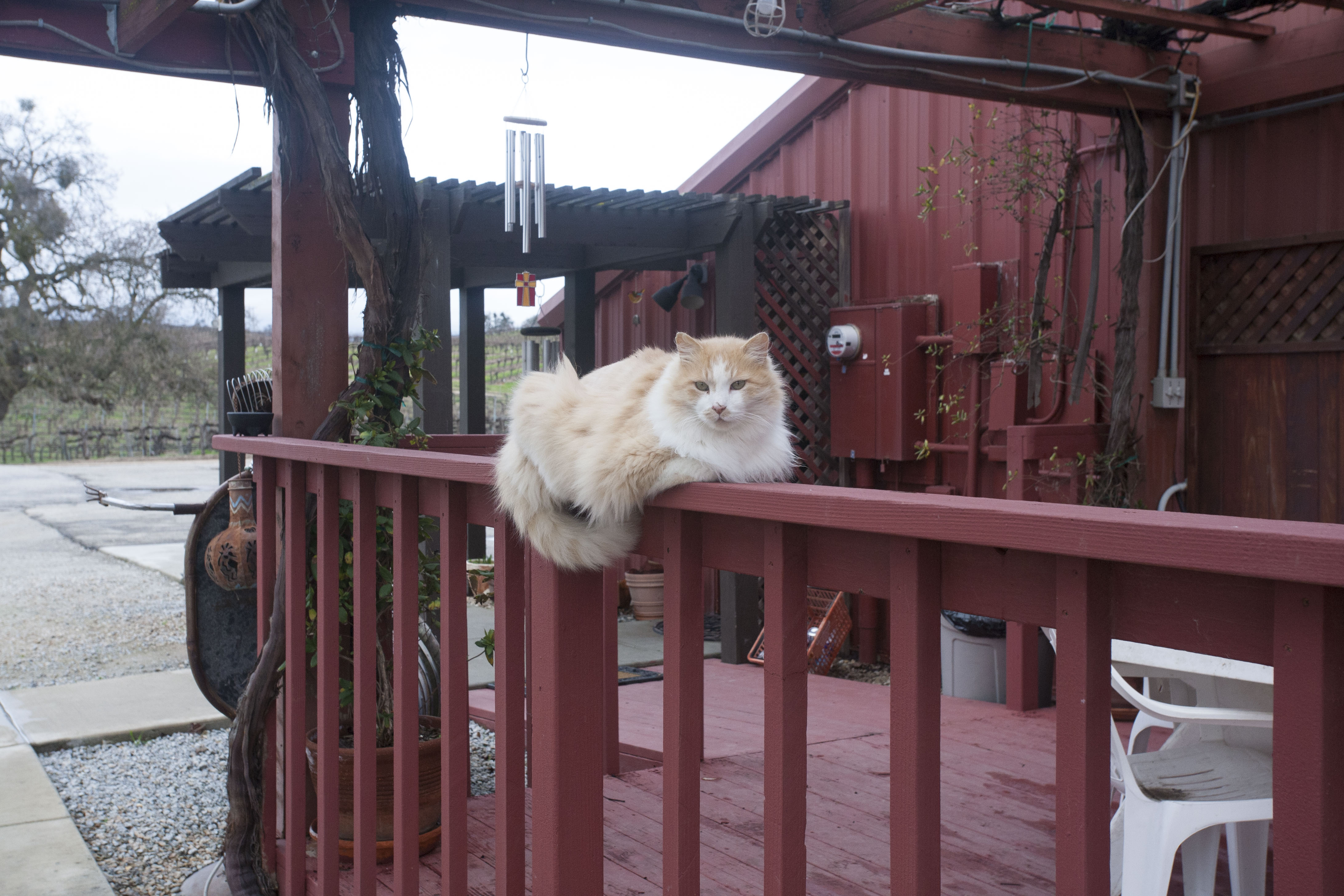 Monorail cat