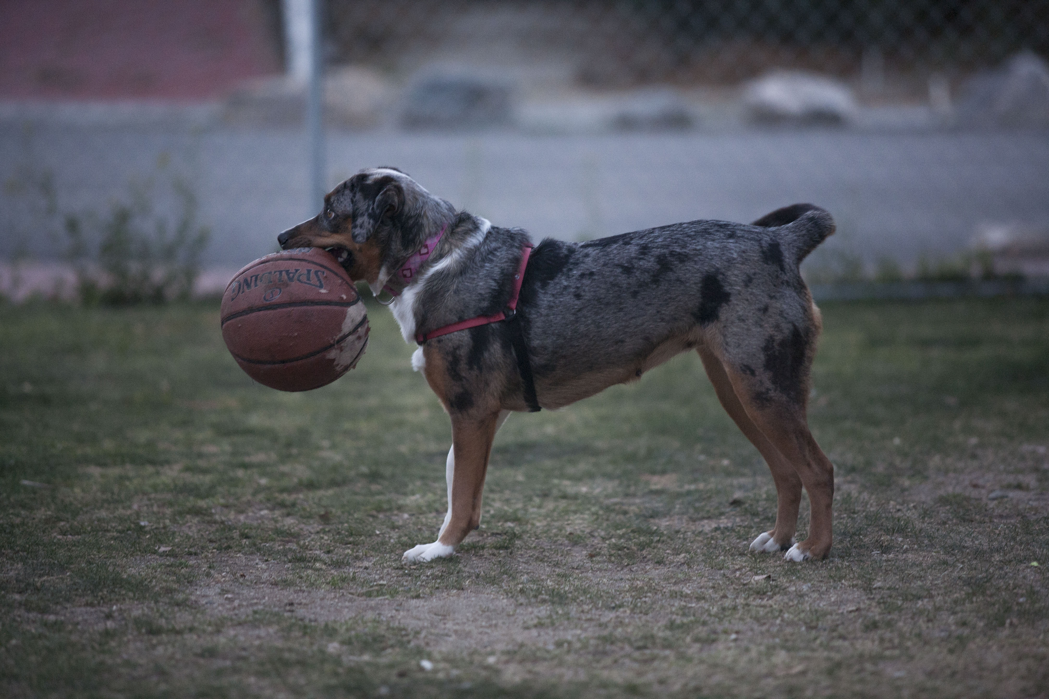 Lily loves basketballs