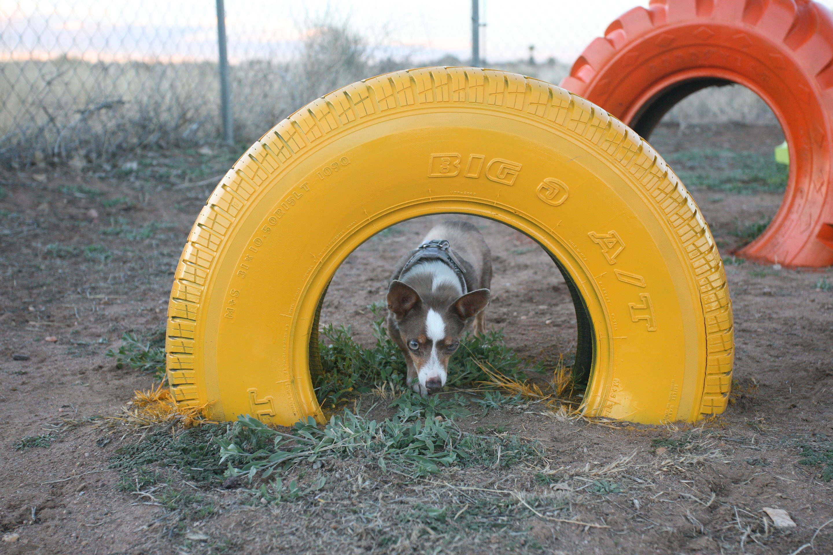 Obstacles for dog agility training