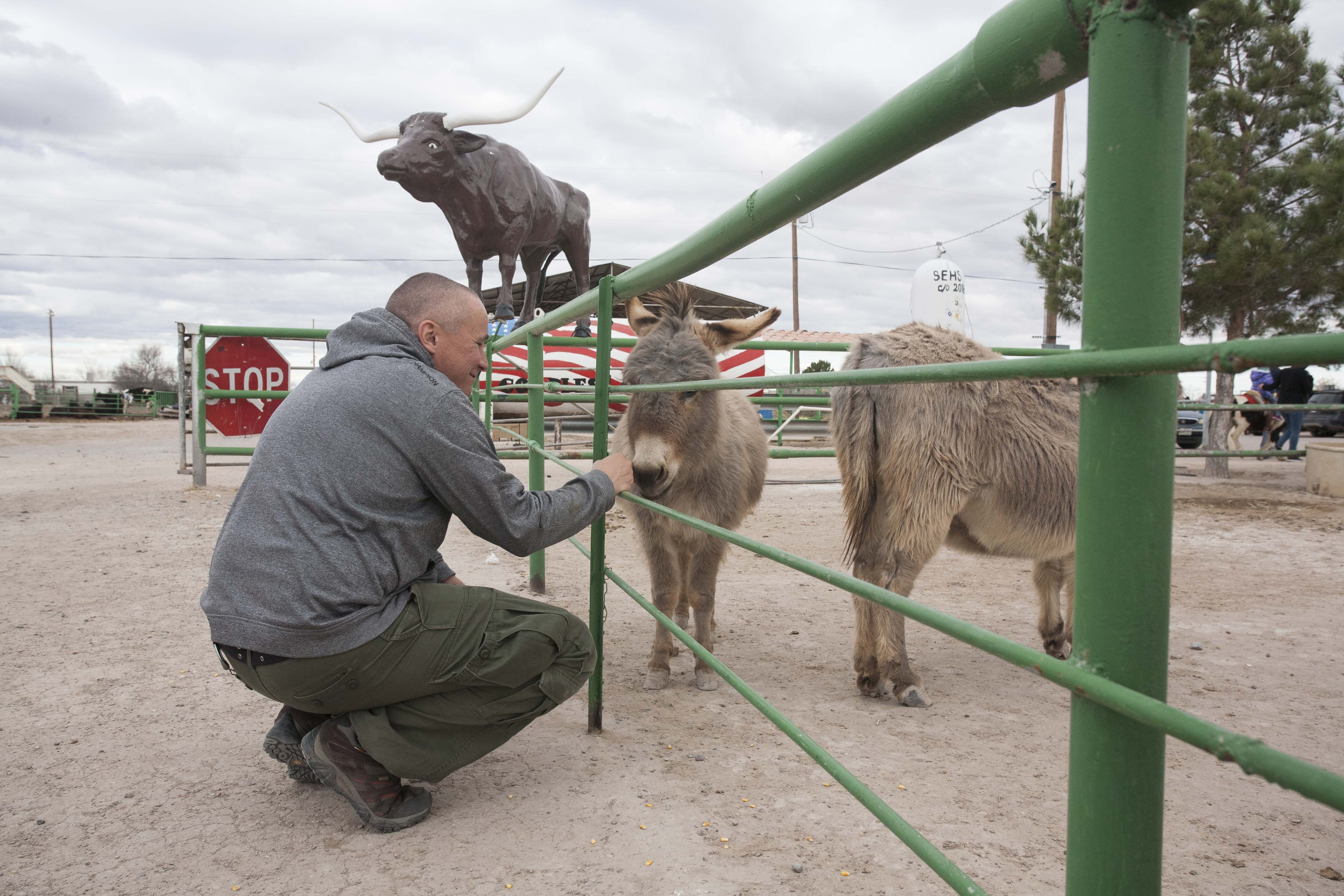 Mini donkeys