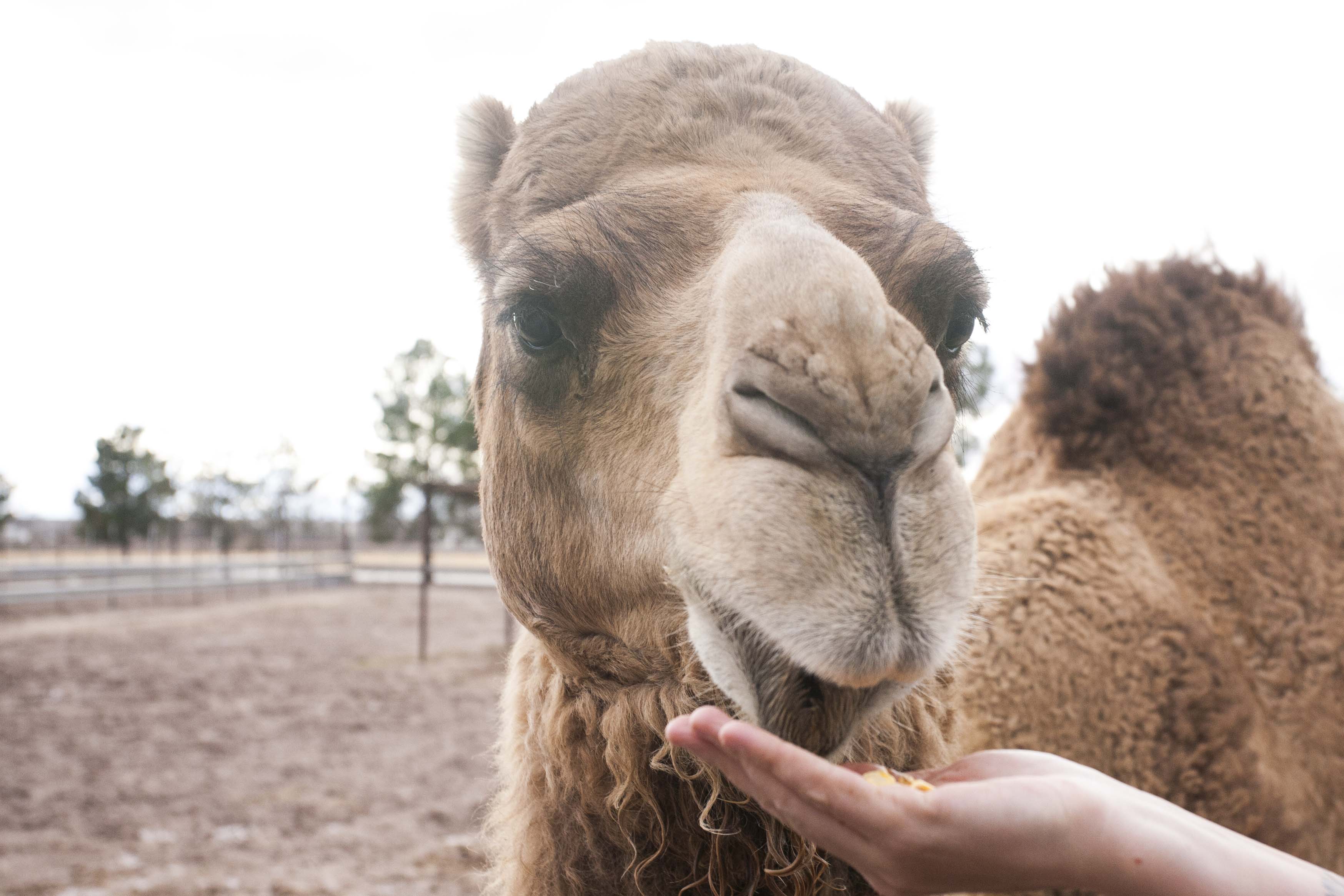 Camel lips