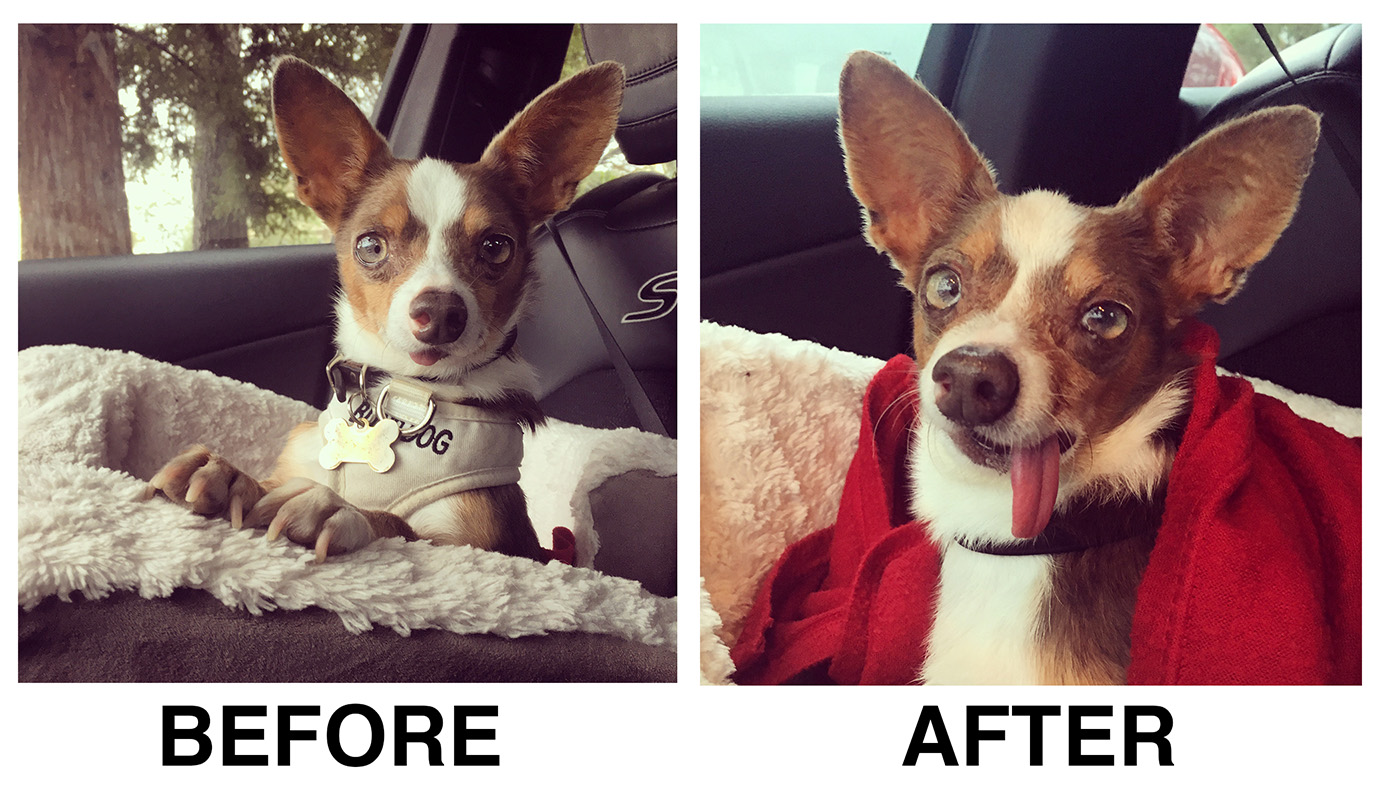 Stimpy before and after dental surgery