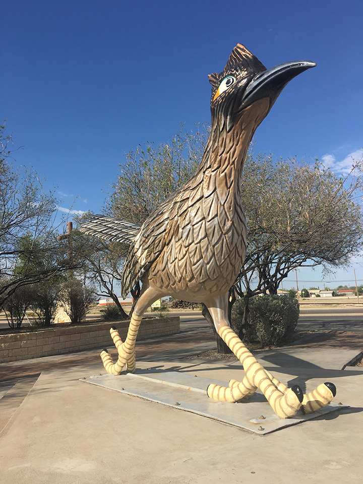 Fort Stockton Roadrunner