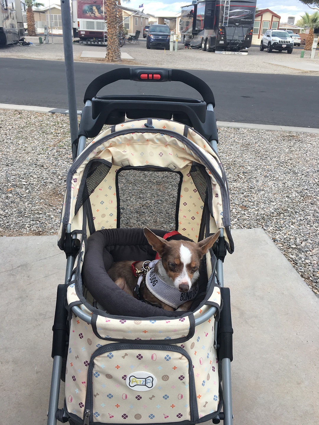 Stimpy in his stroller