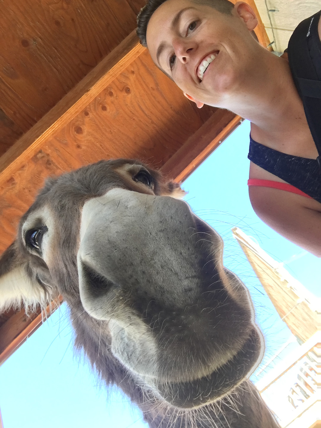 Burro selfie