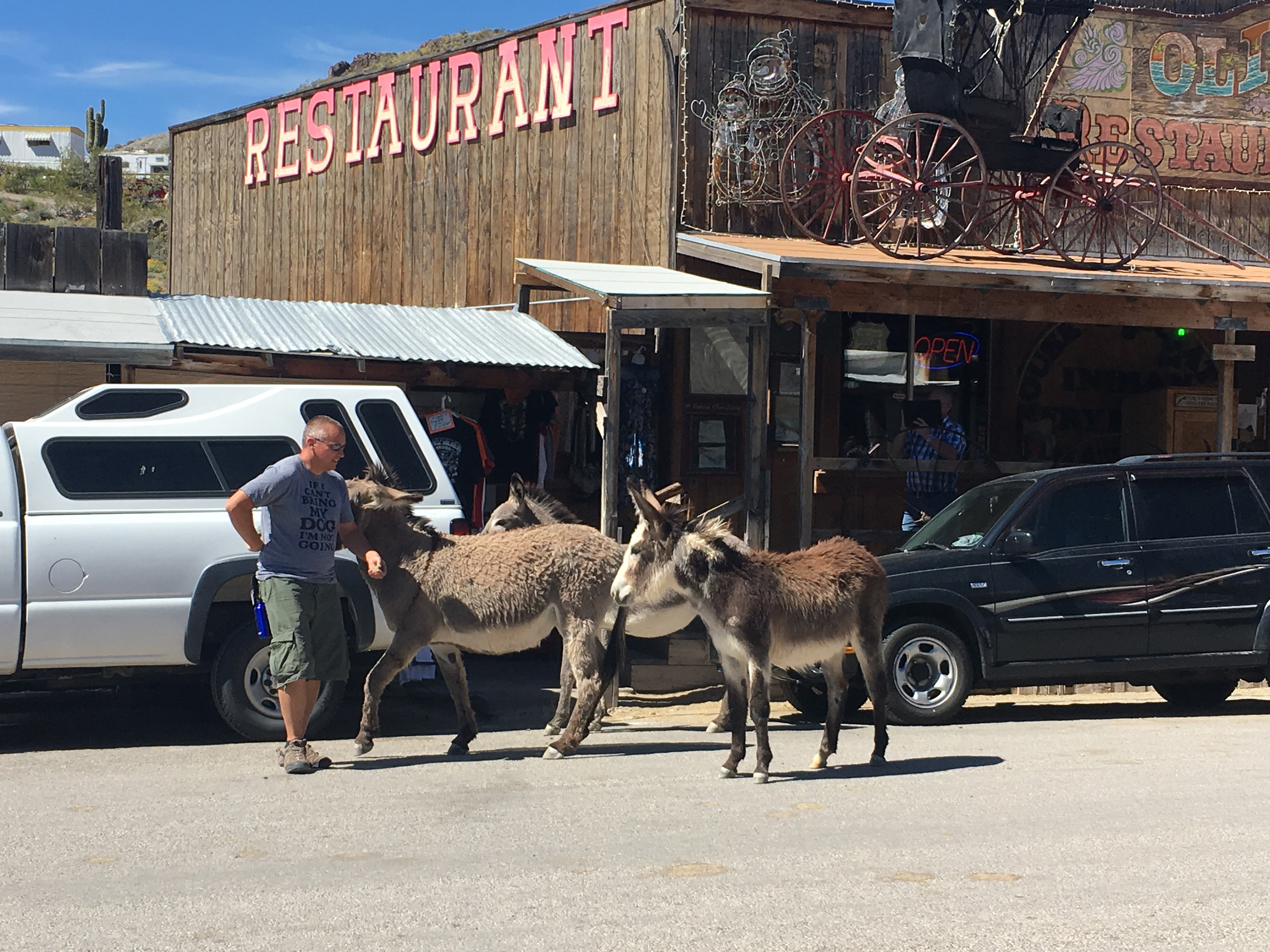 Three burros want food