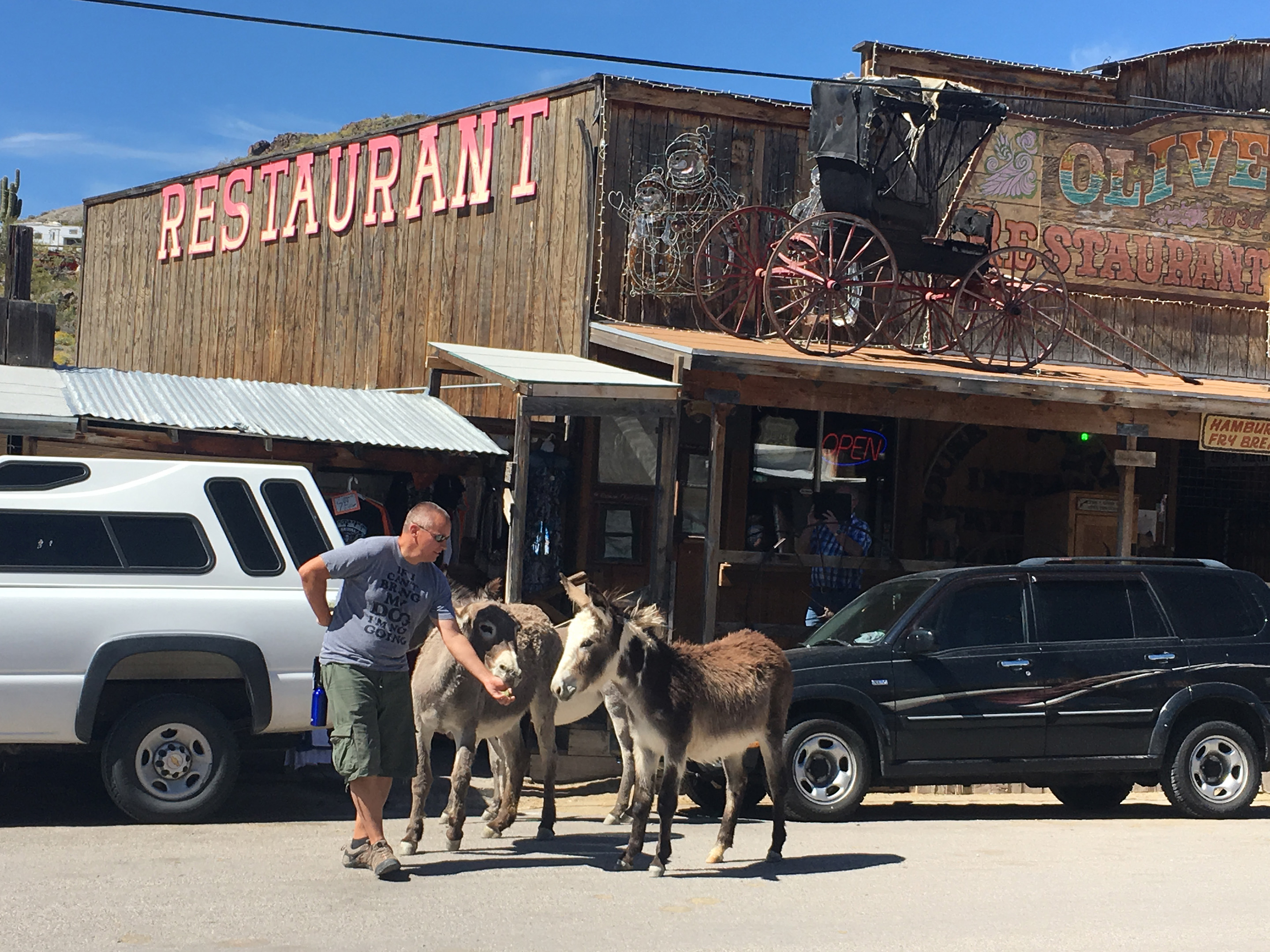 Trying to feed anyone but the pushiest burro was a challenge