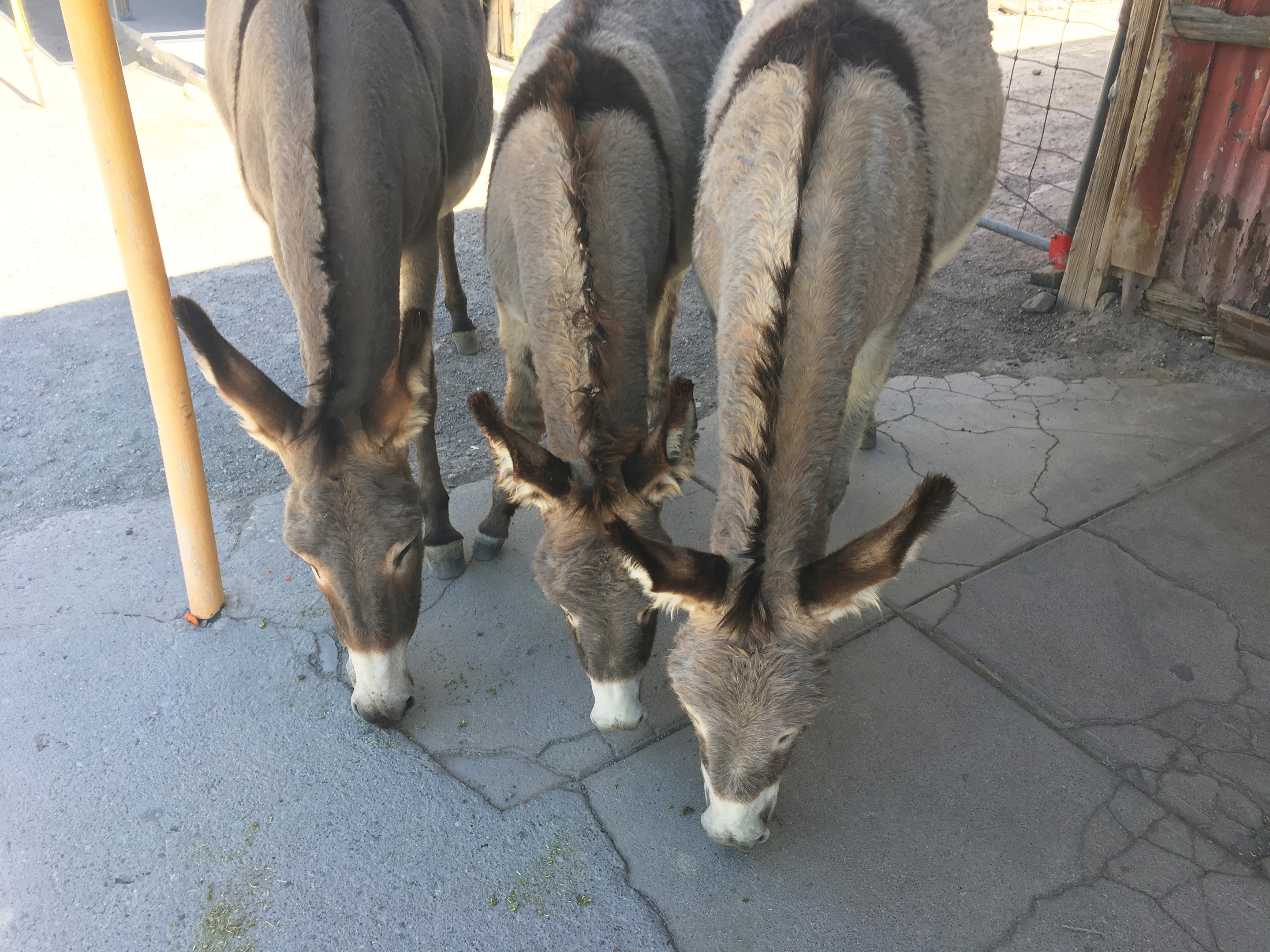 Three burros