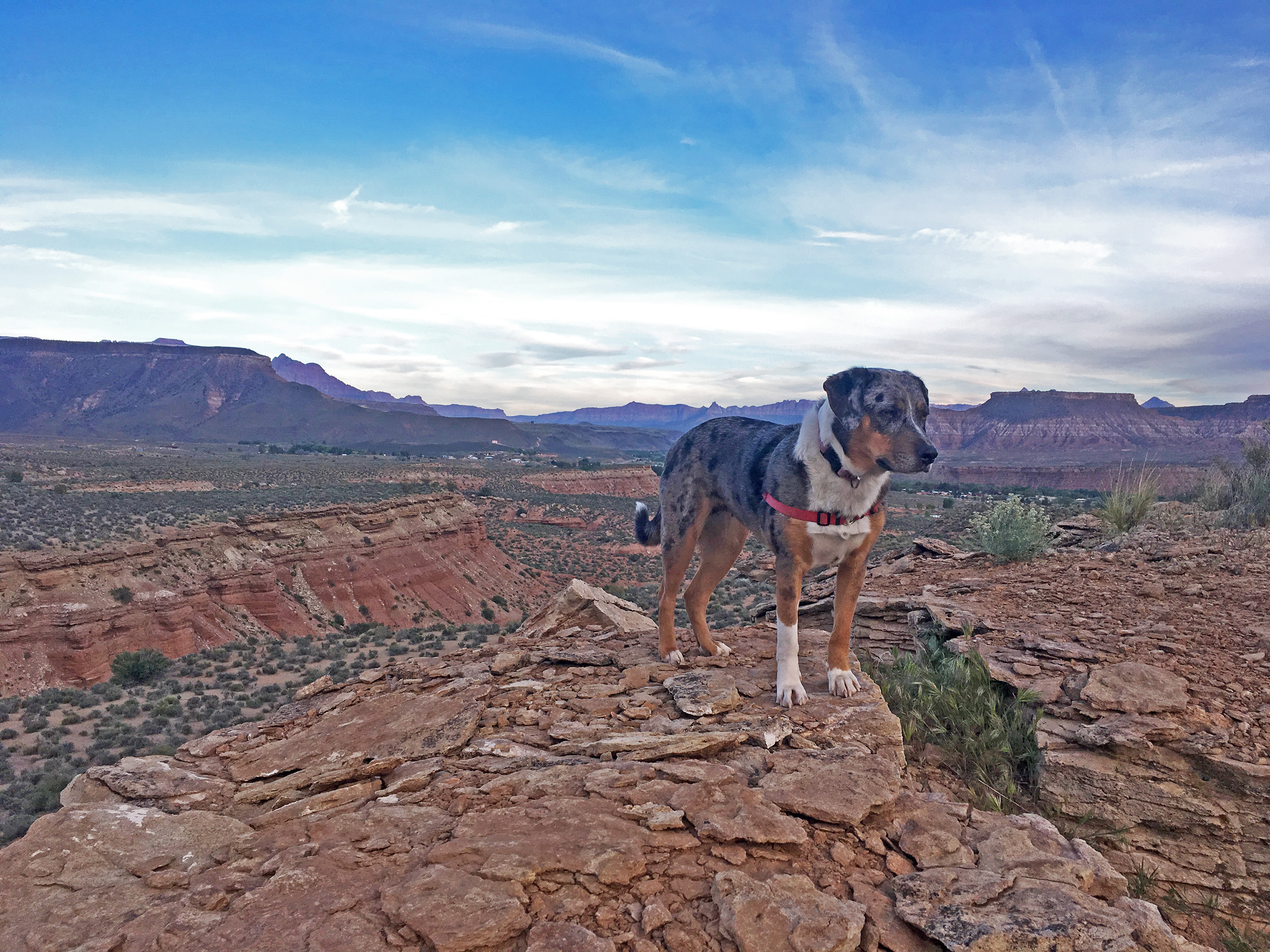 Lily on a mesa in Utah