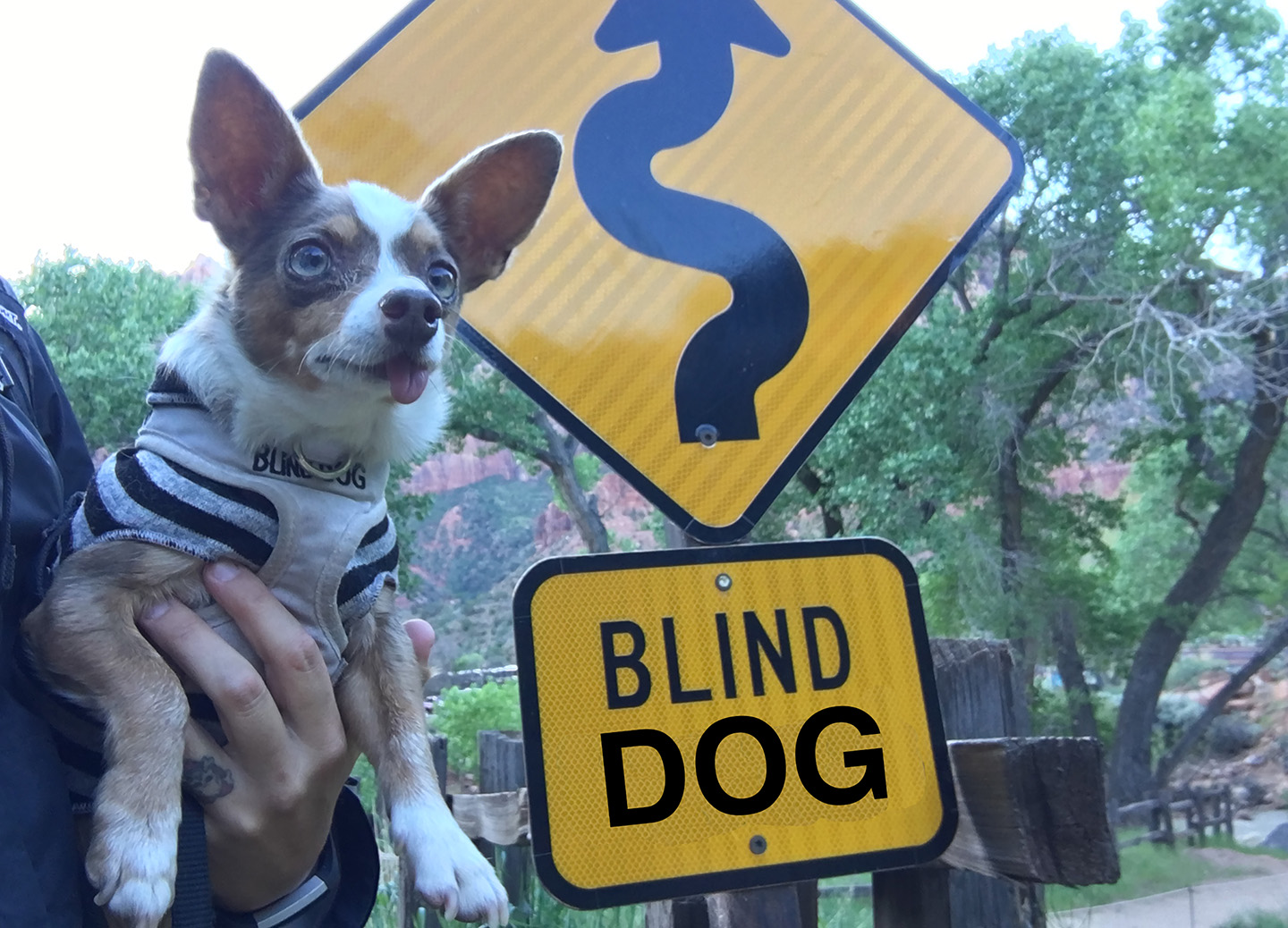 Blind dog Stimpy