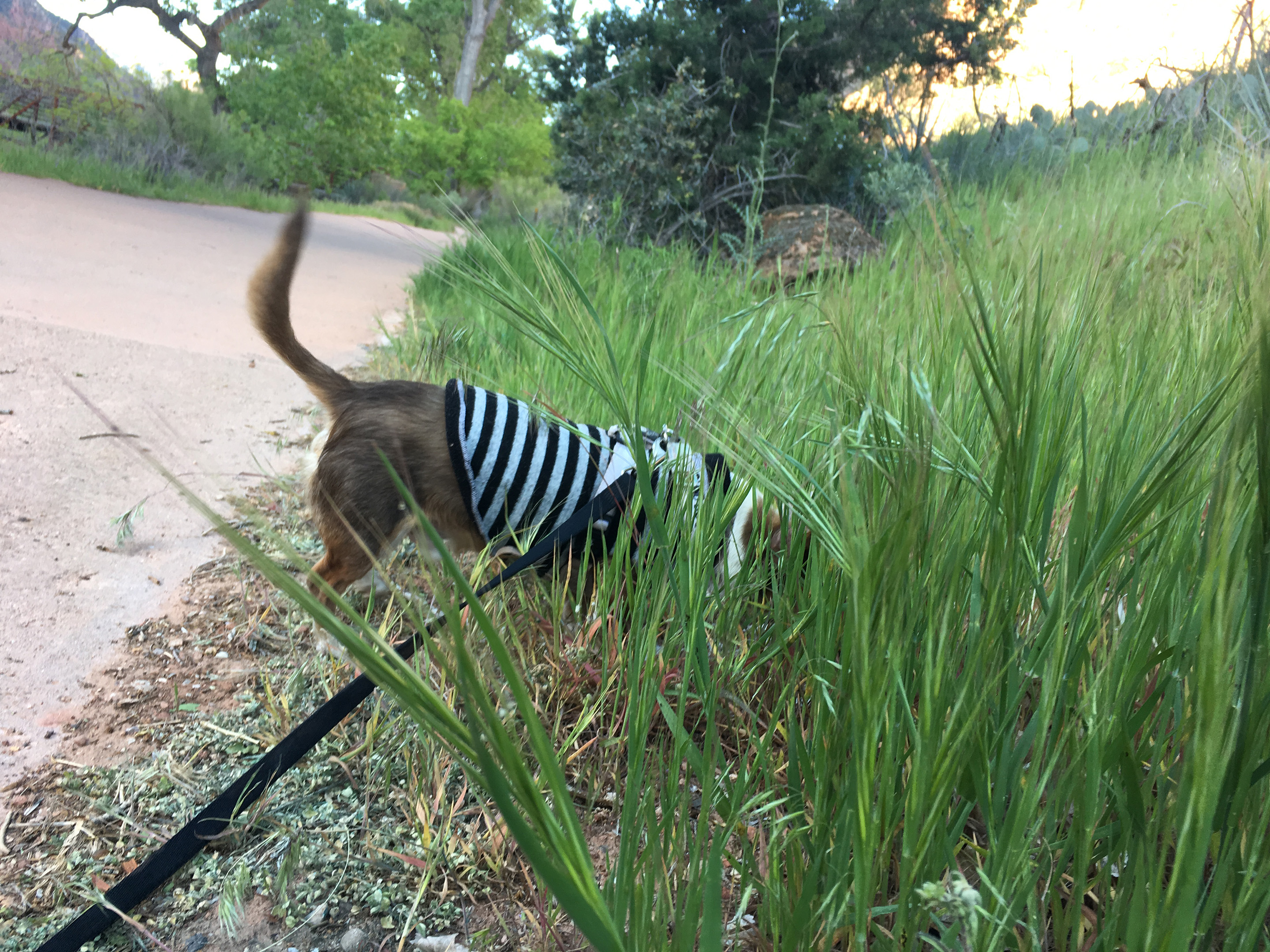 Stimpy in the weeds