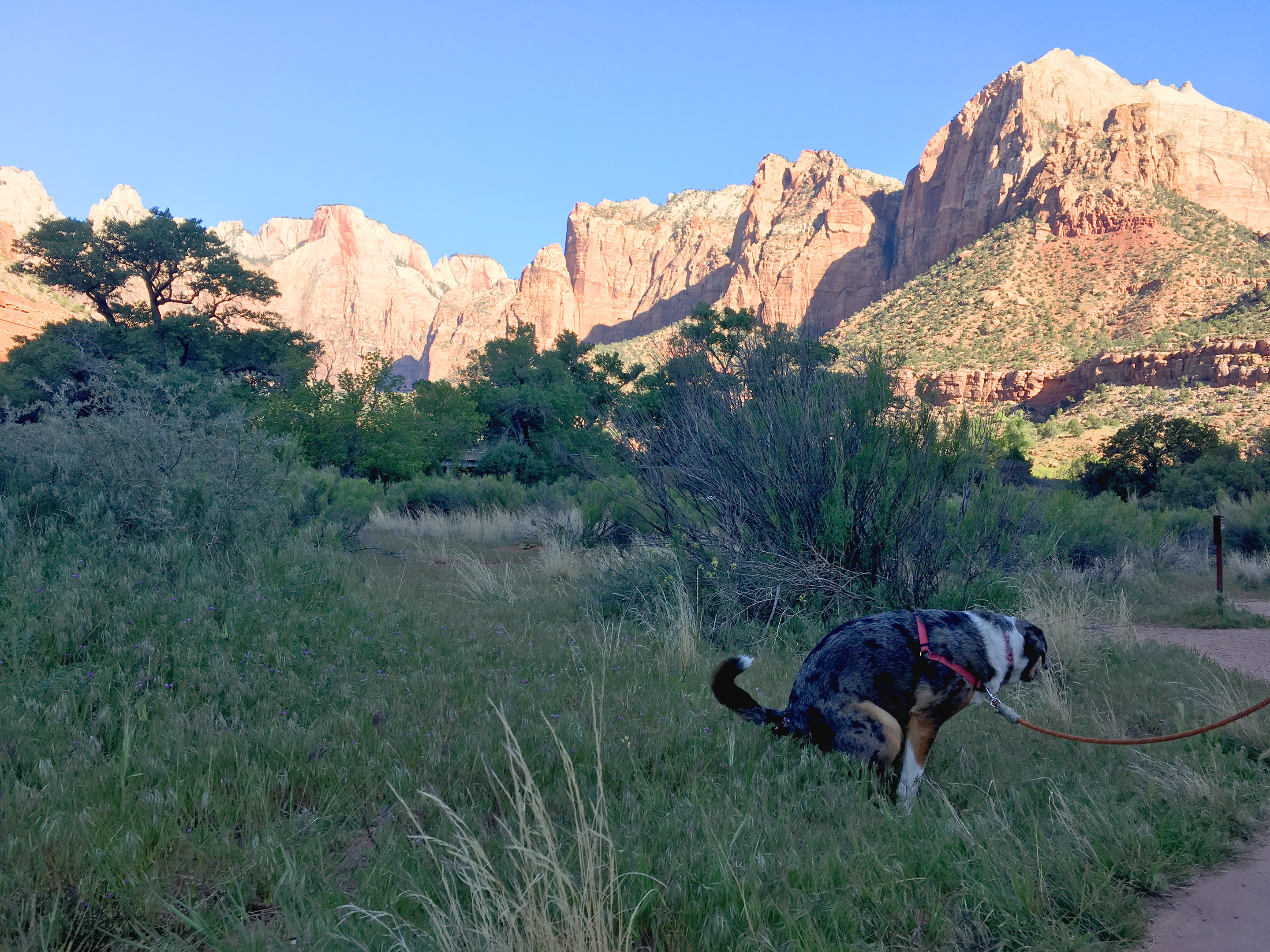 Scenic poopin'