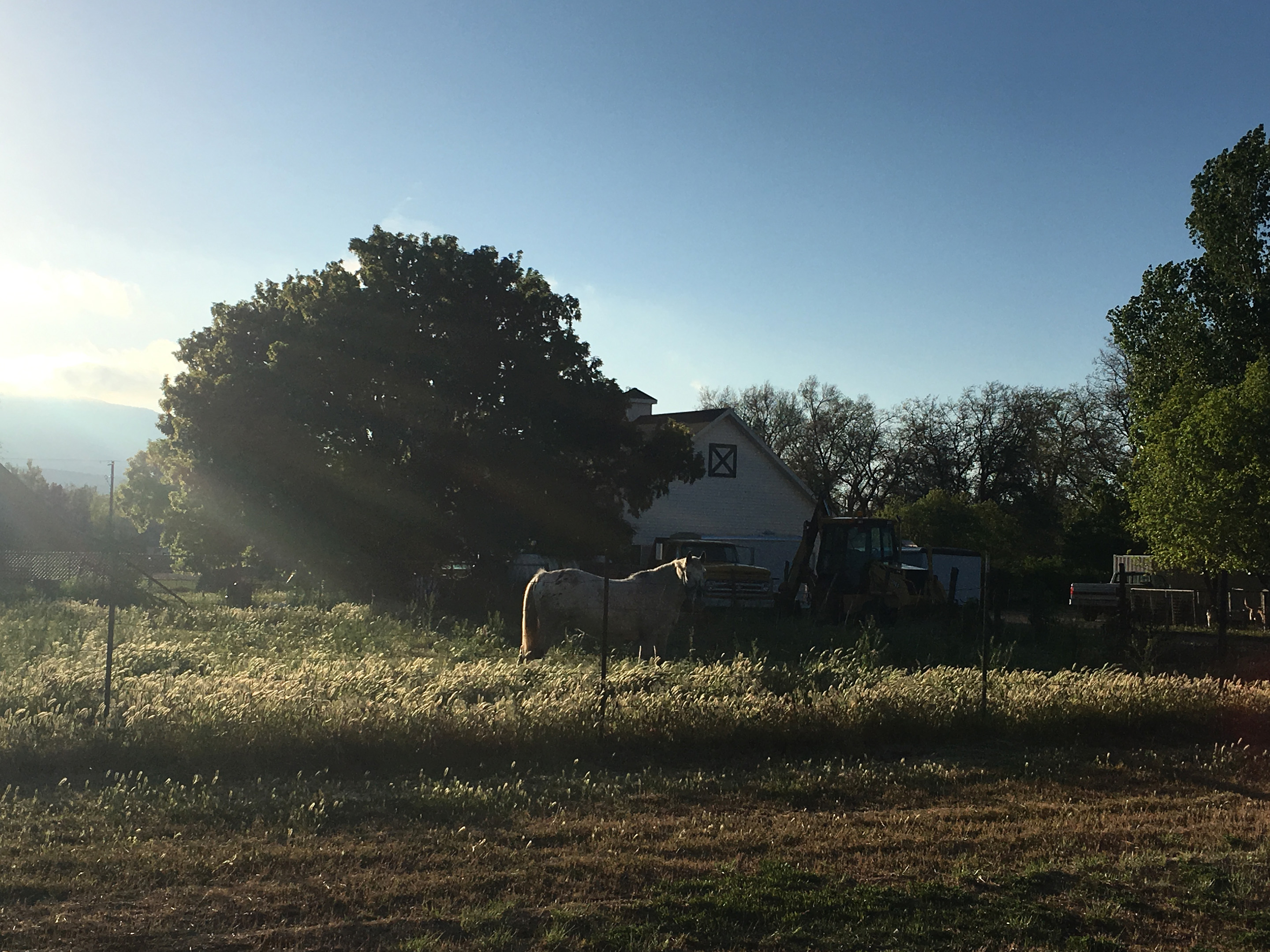 Horse in Kanarraville