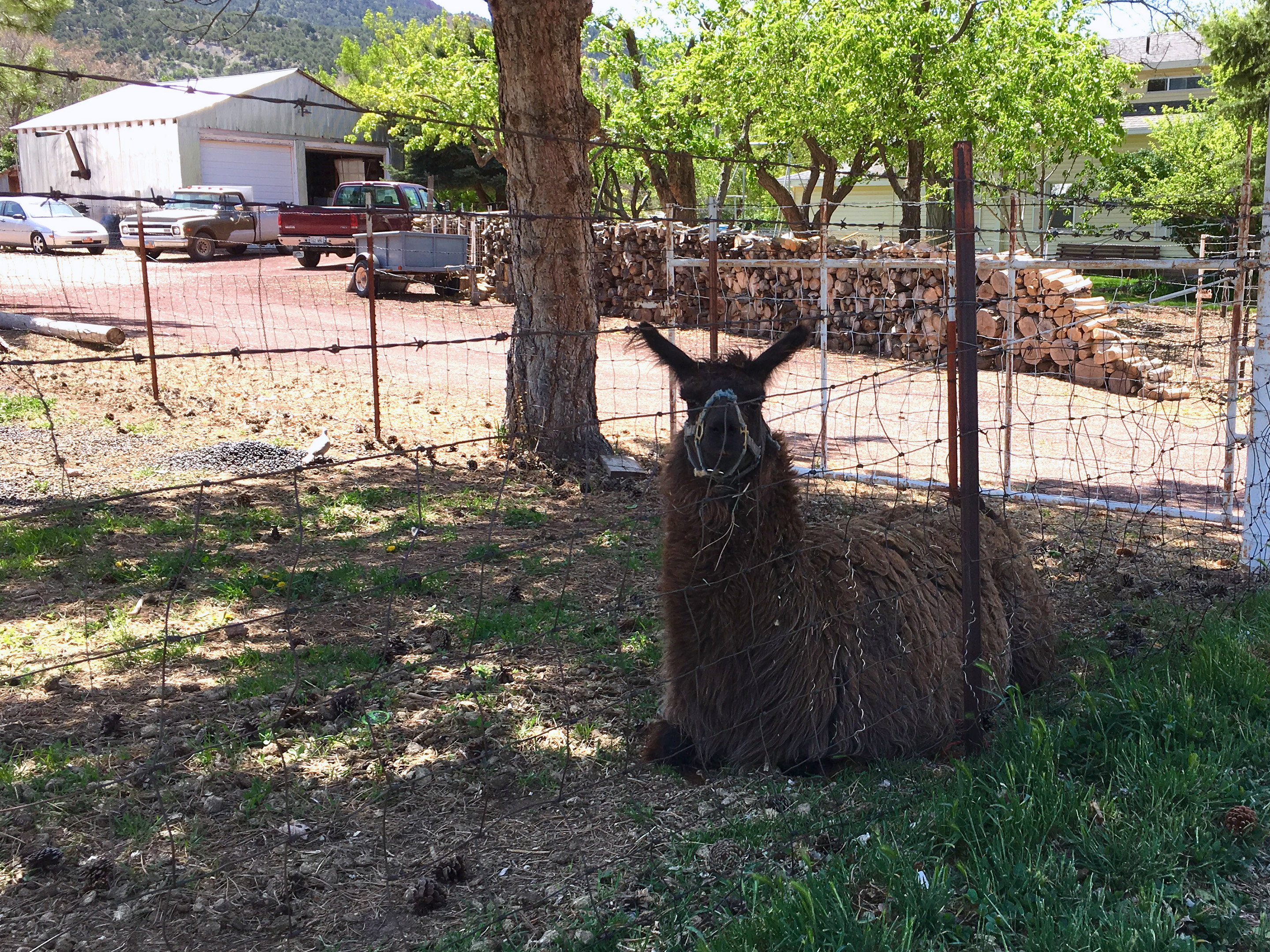 Red, the neighboring Llama