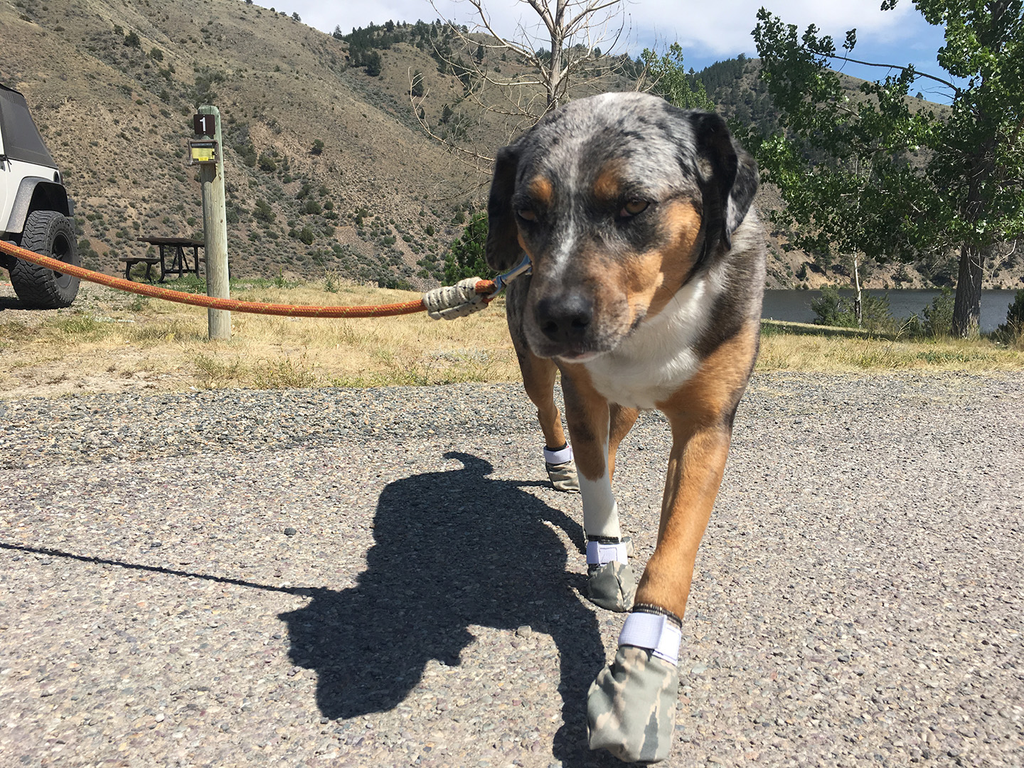 Lily wearing dog booties