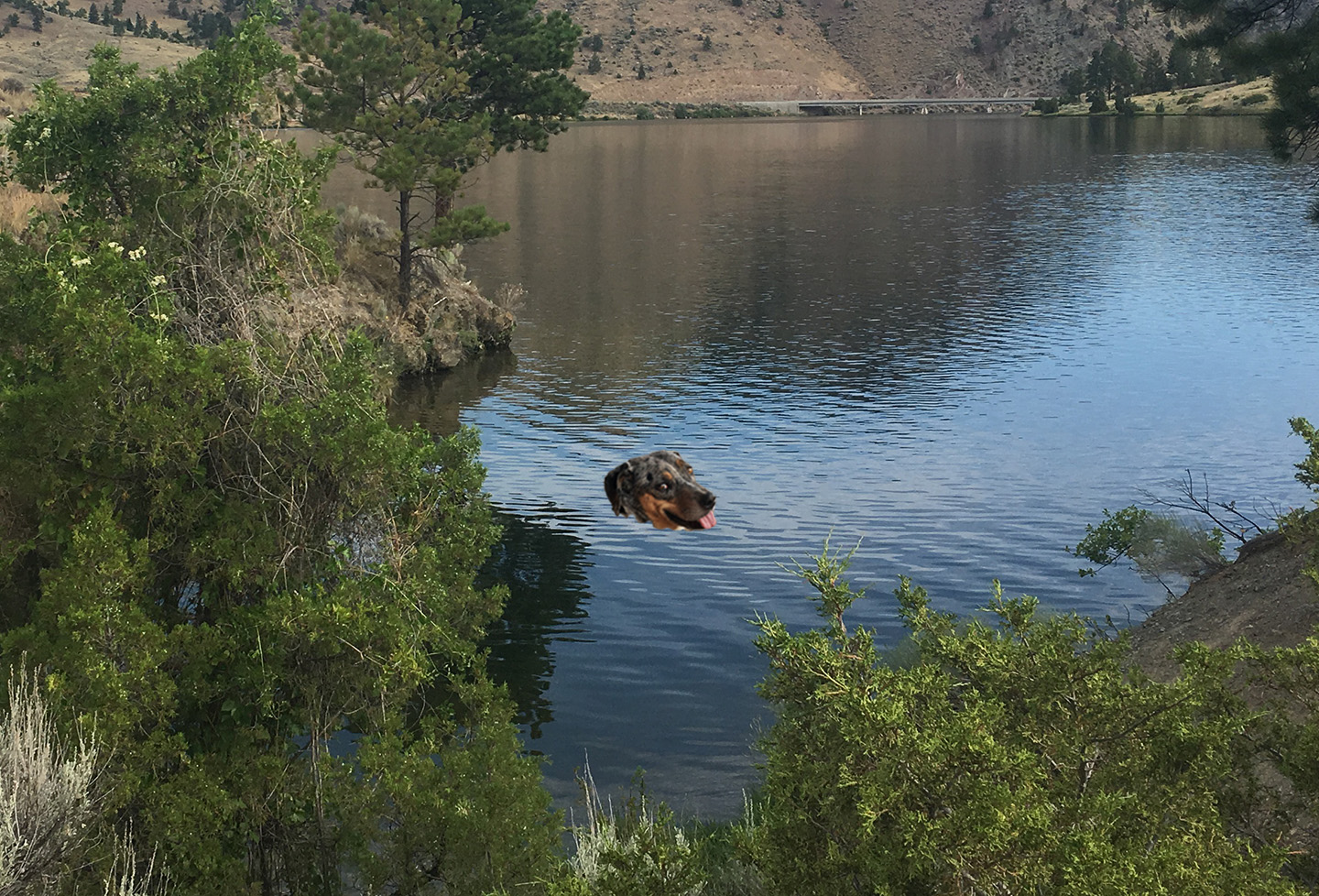 The Loch Ness Doggo