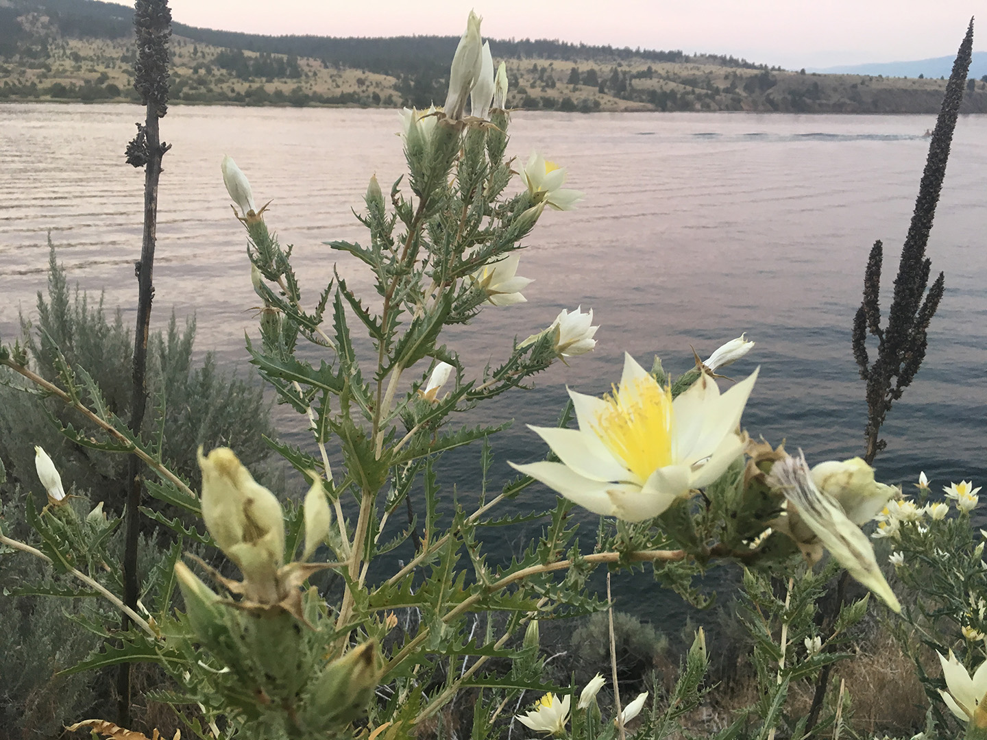 Weed flowers