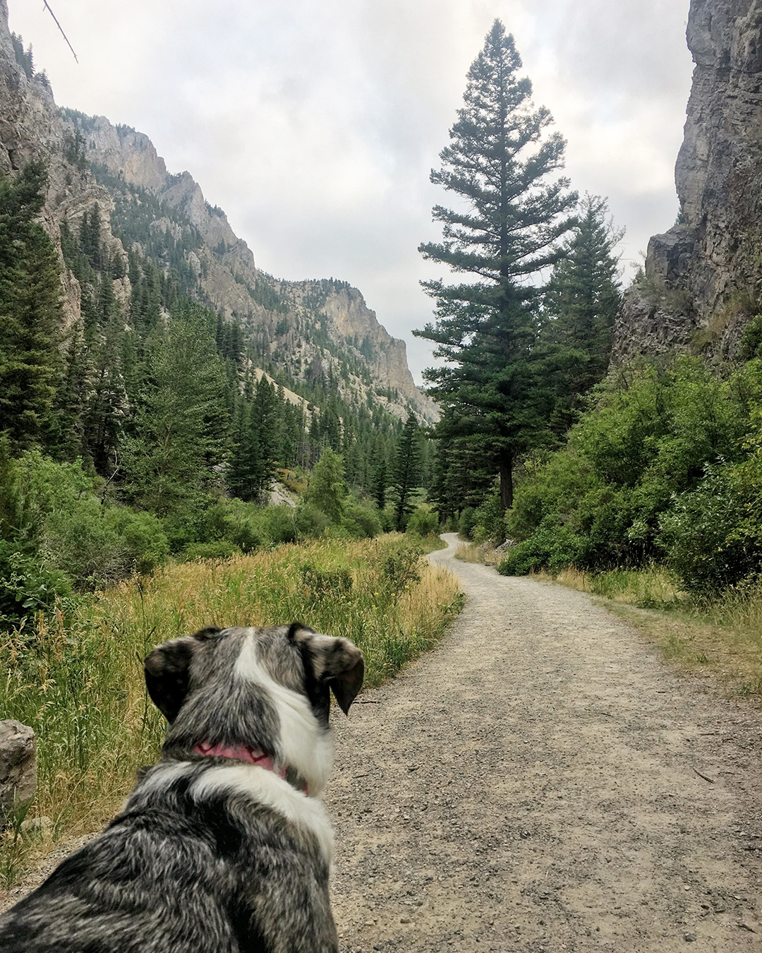 Lily looking at the trail