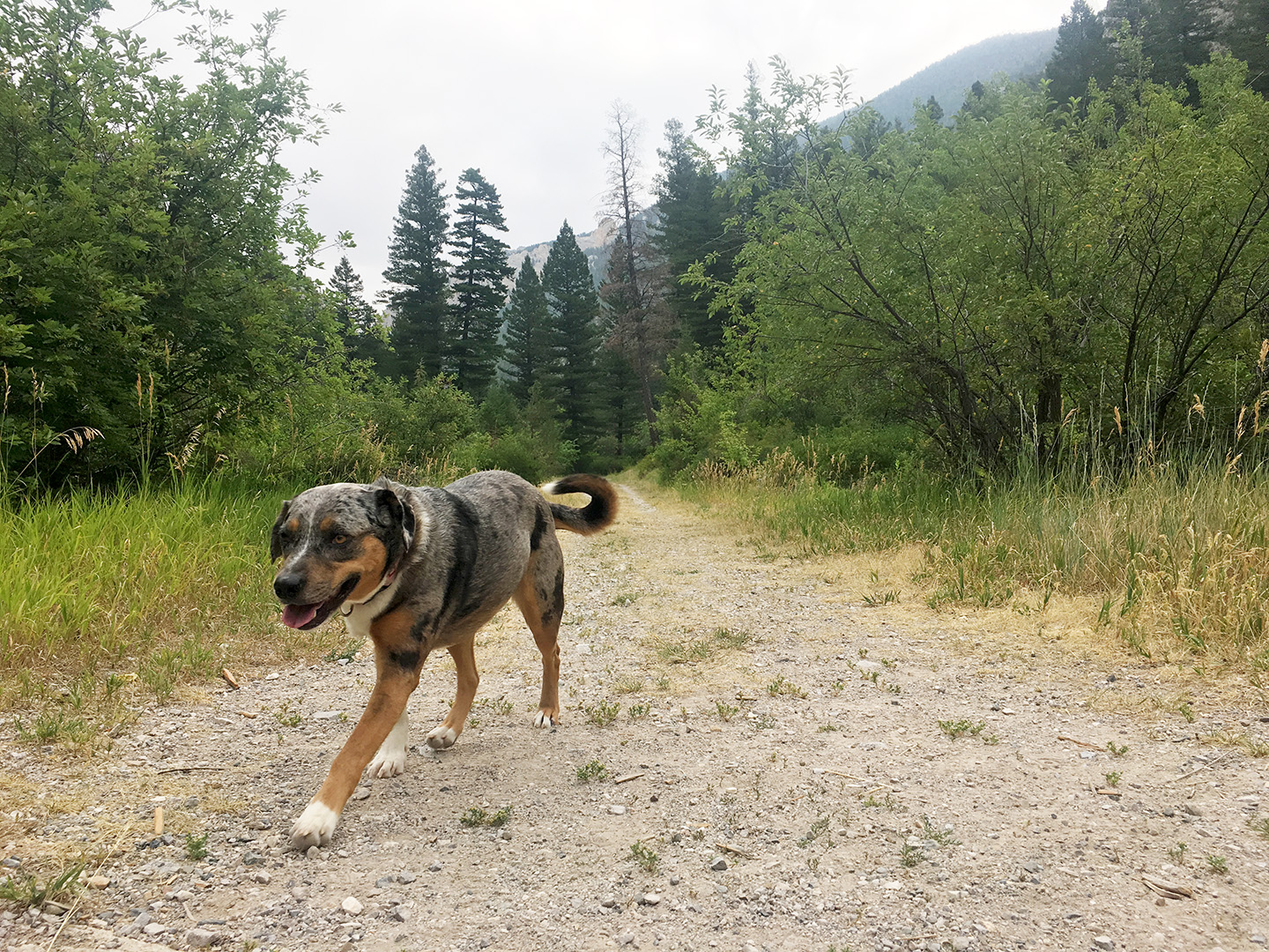 Lily doing a fast walk