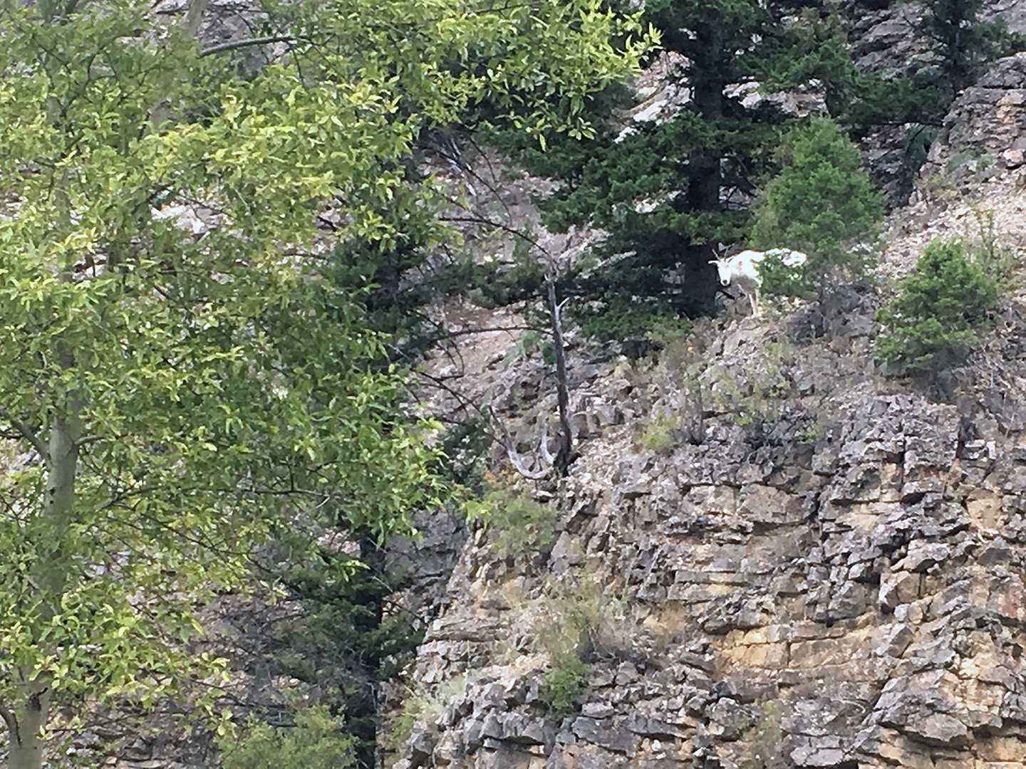 Mountain goat