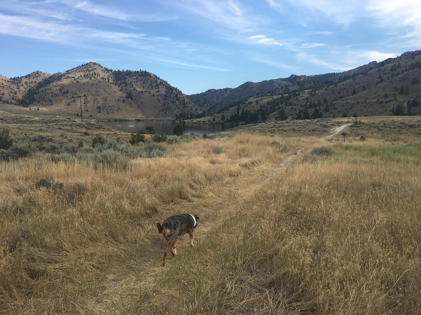 Lily off-leash