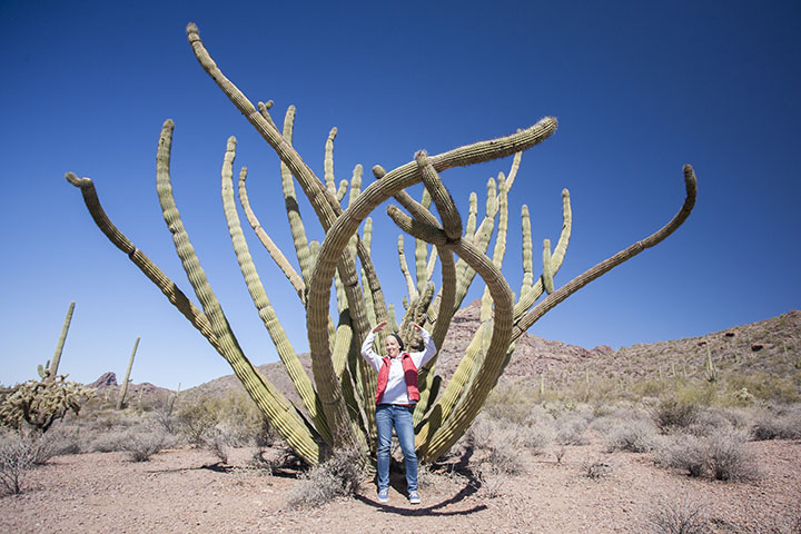 Organ Pipe Cactus National Monument Day Trip With Dogs