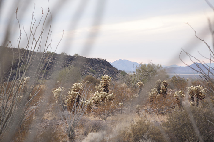 "Teddybear cactus" is very much not huggable