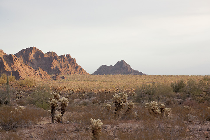 Cholla cactuses