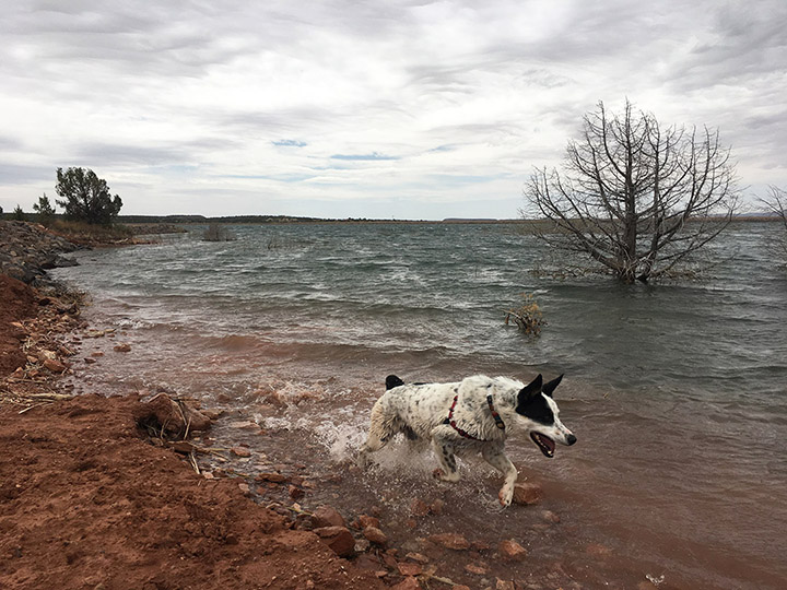 Mushy at Jackson Flat Reservoir