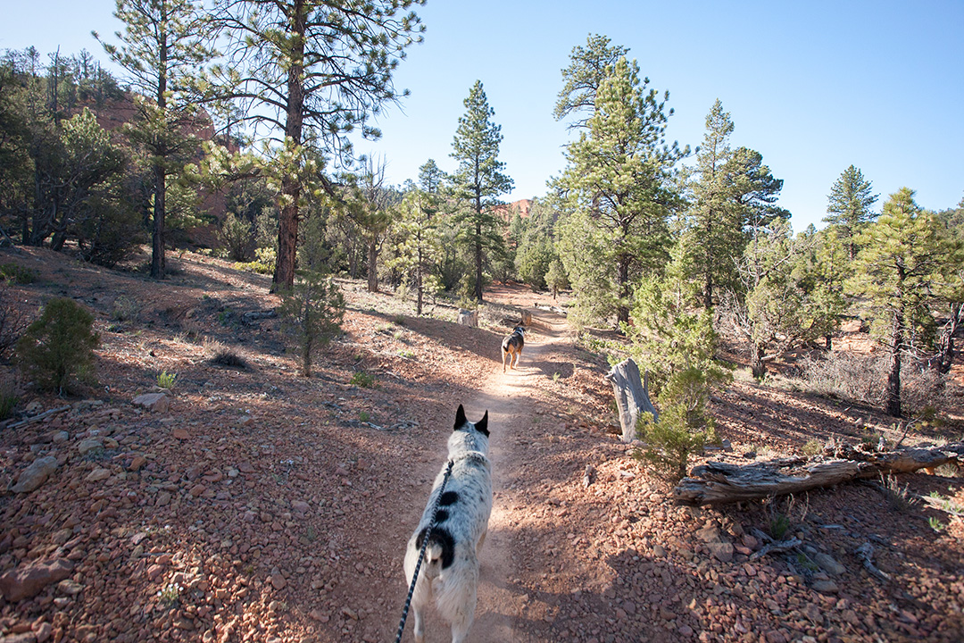 Two happy dogs on a trail