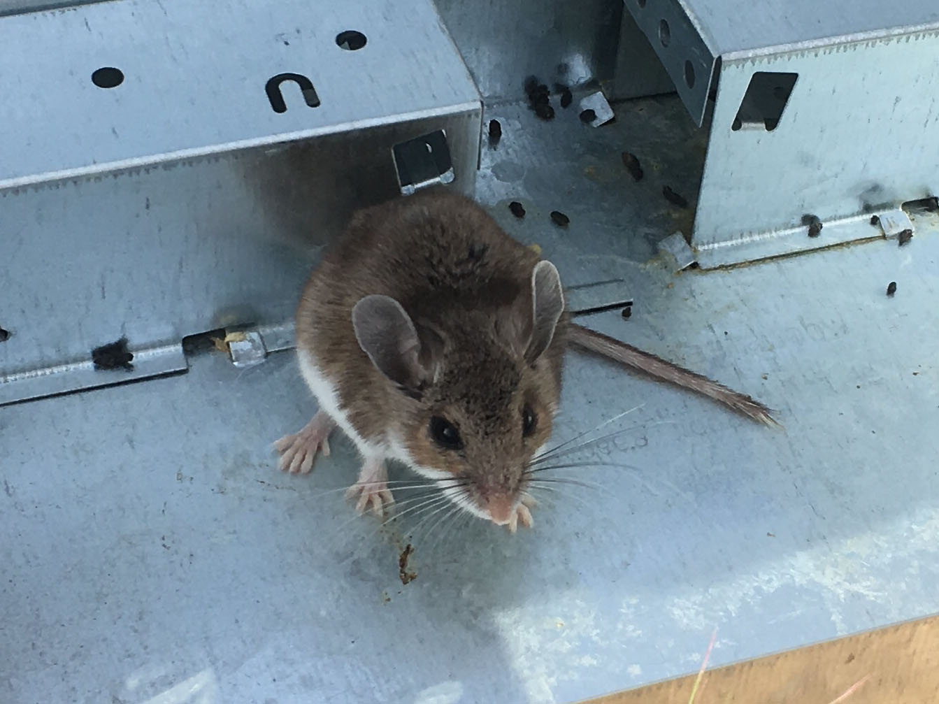 Kangaroo rat