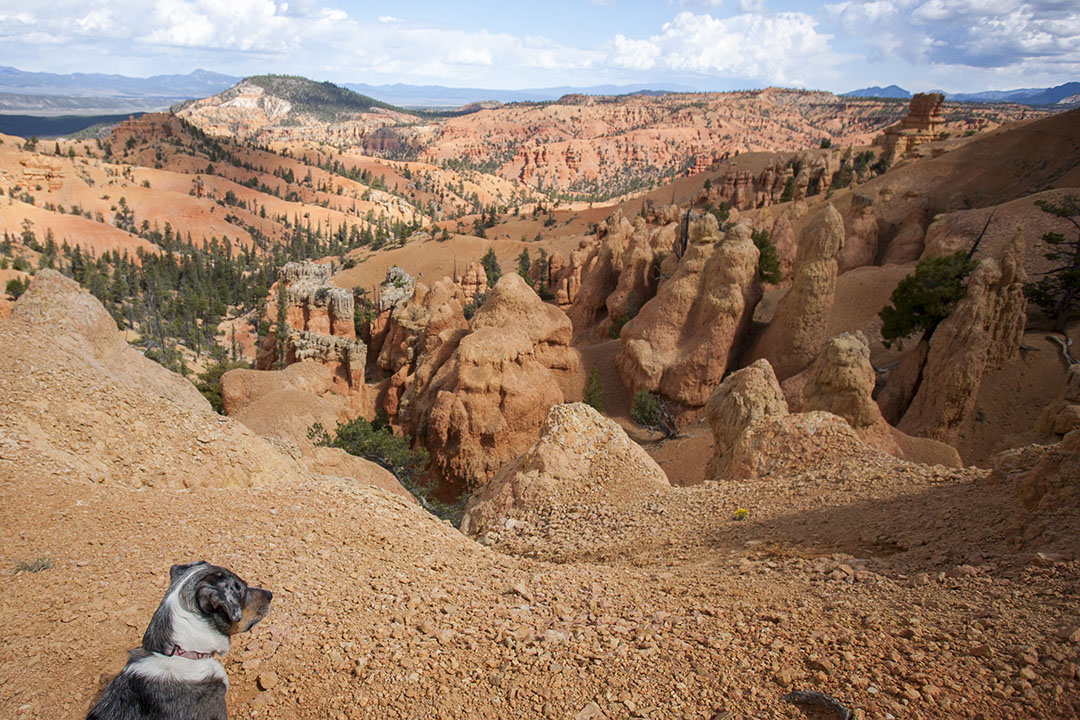 Lily looking at hoodoos