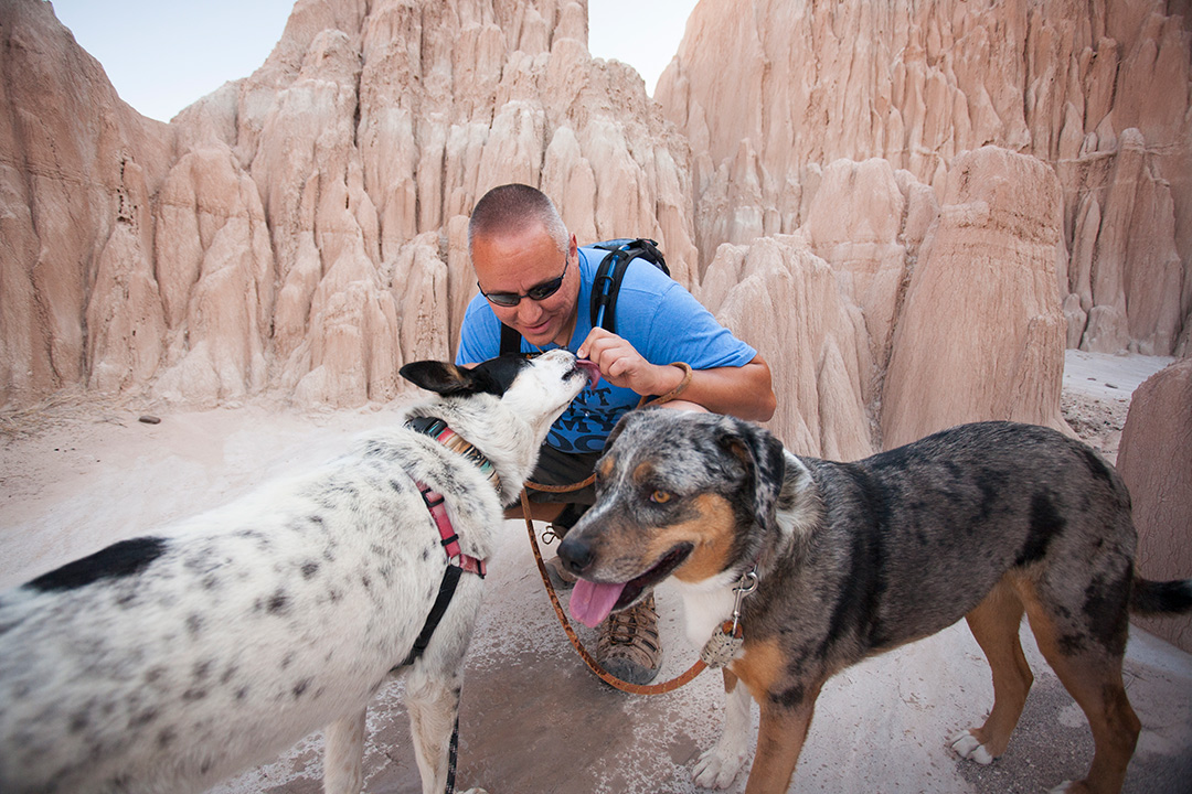 Dogs drinking from a water bladder