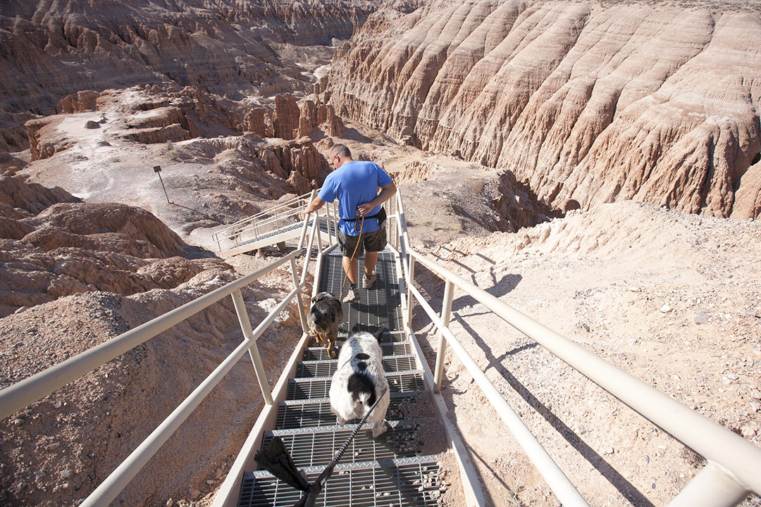 Walking down metal grated steps with the dogs