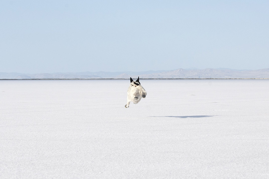 Mushy flying across the salt flat