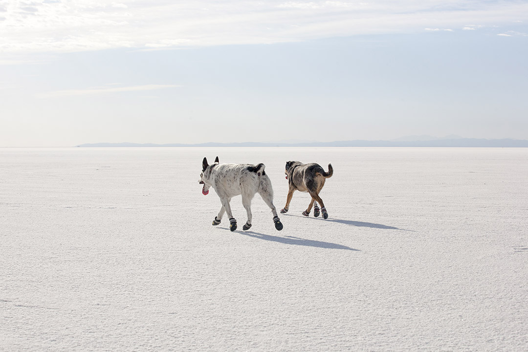 Mushy and Lily walking