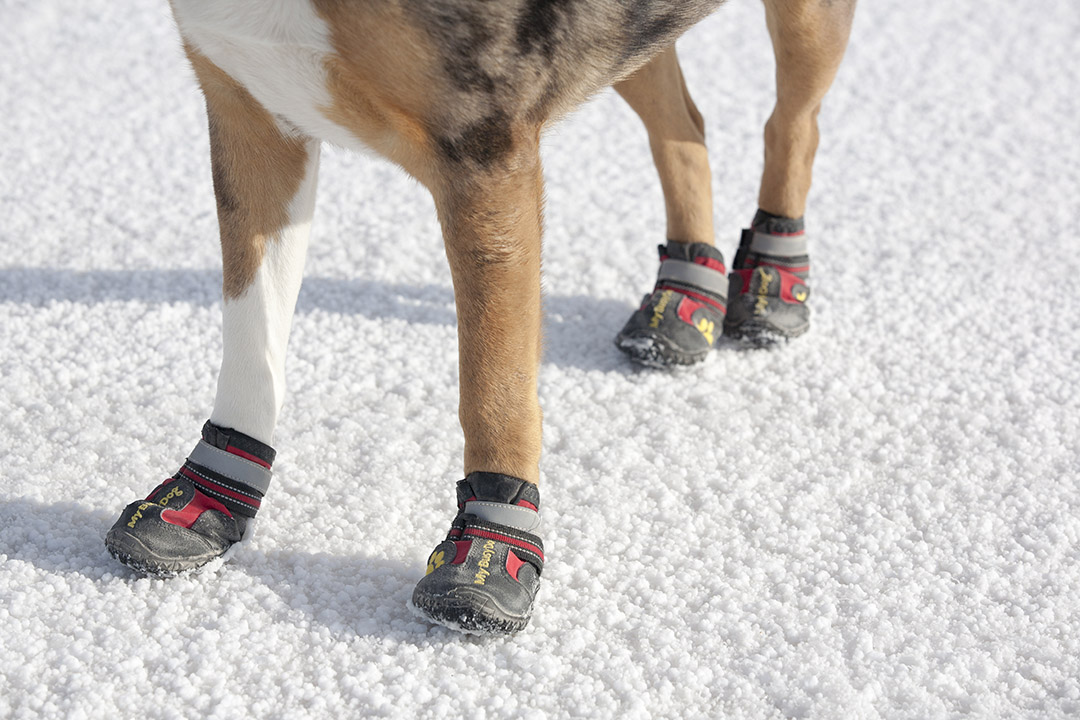 Lily's dog booties