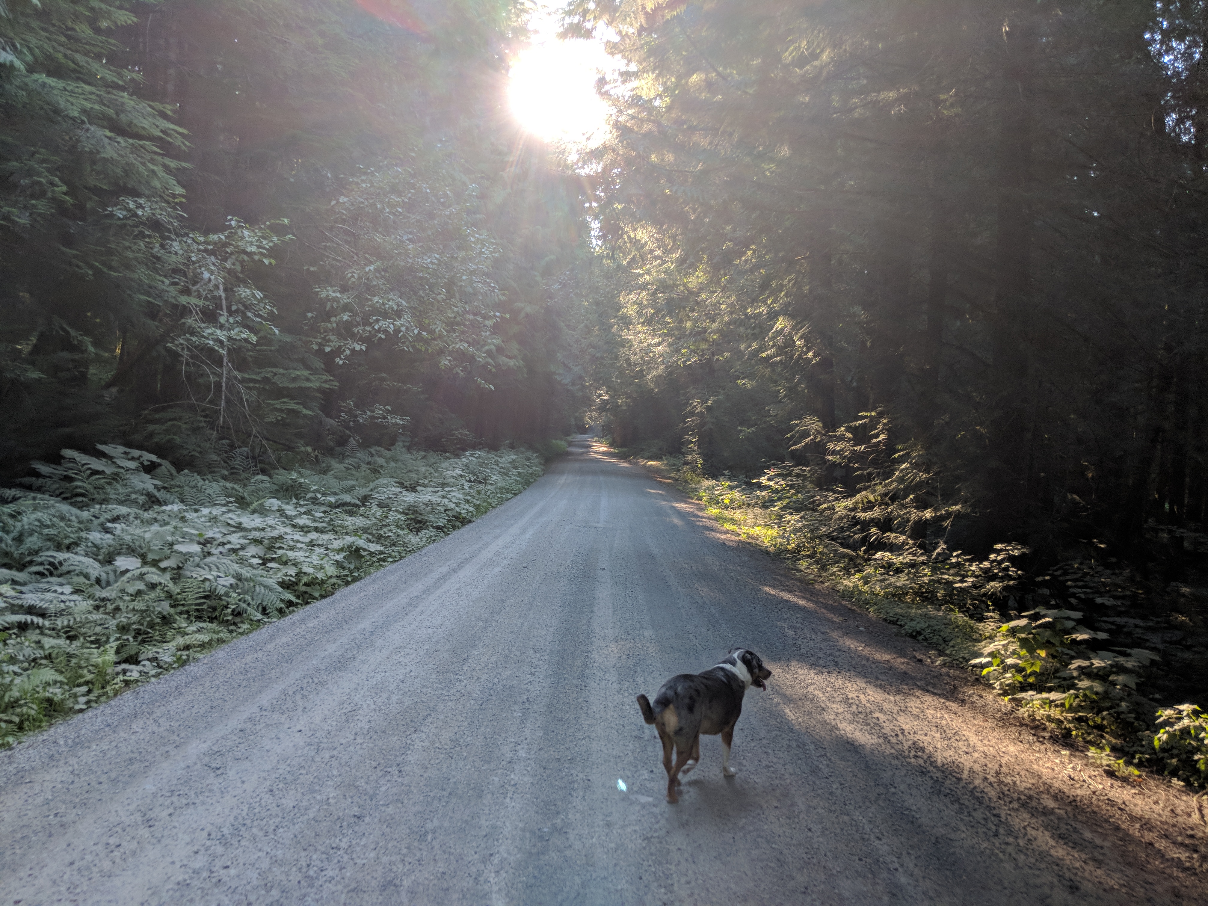 Lily walking on Tinkham Road