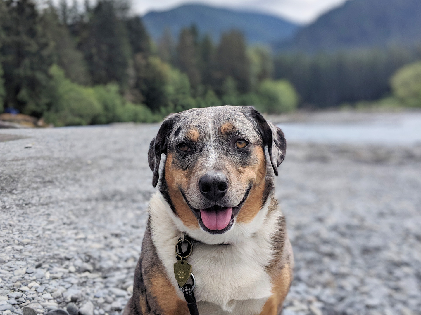 Olympic National Park - BARK Ranger Jimmy is a majestic representative of  Olympic's BARK Ranger program! Learn how your pet can become a BARK Ranger  here