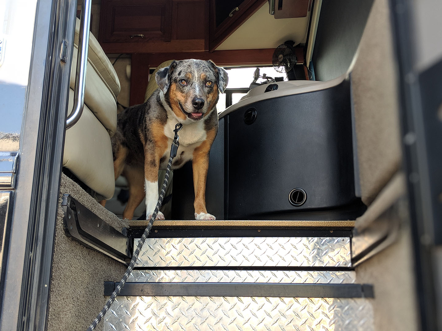 How-to: Teach your dog to wait at the RV door